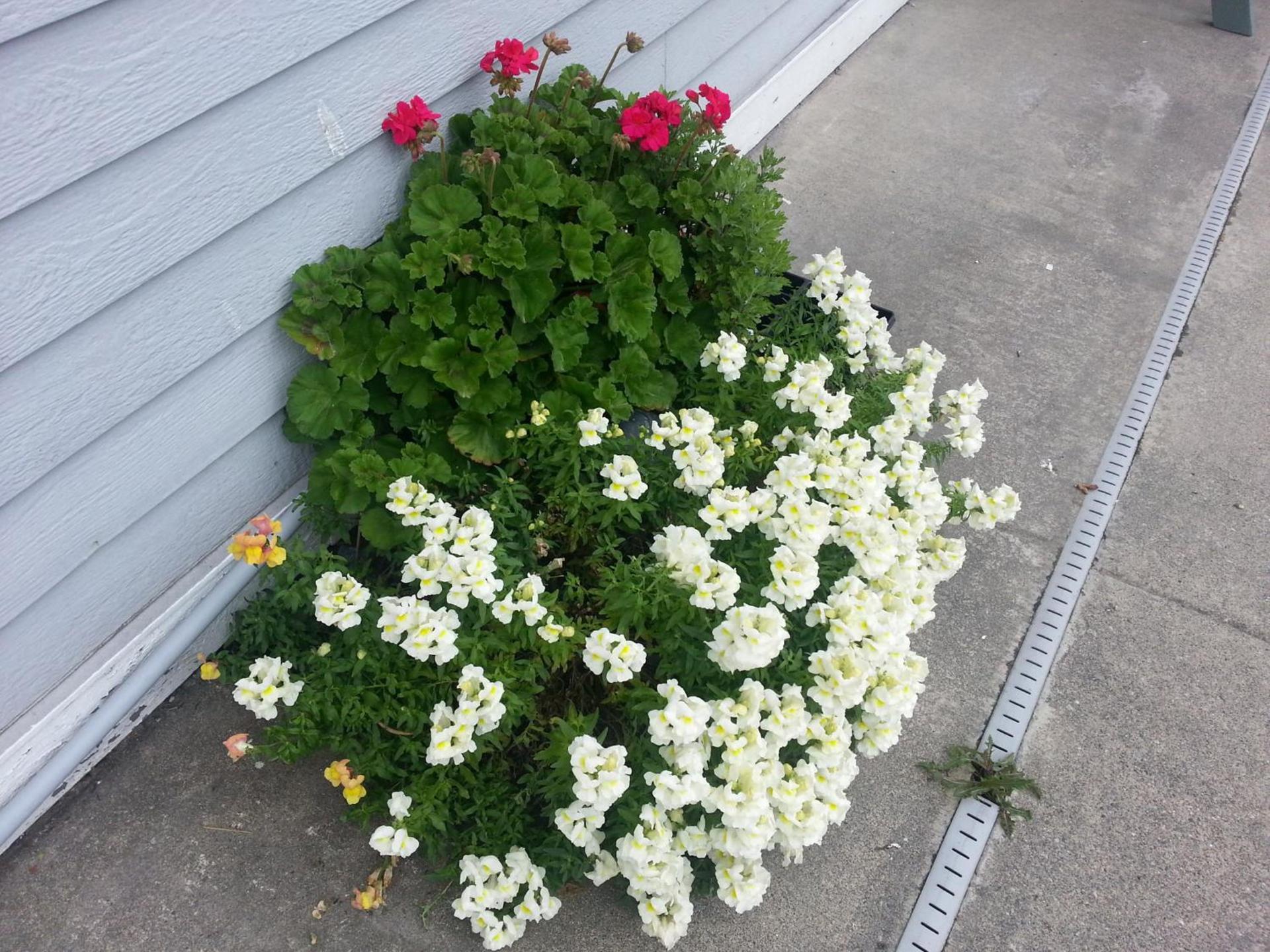 Fidalgo Country Inn photo 33