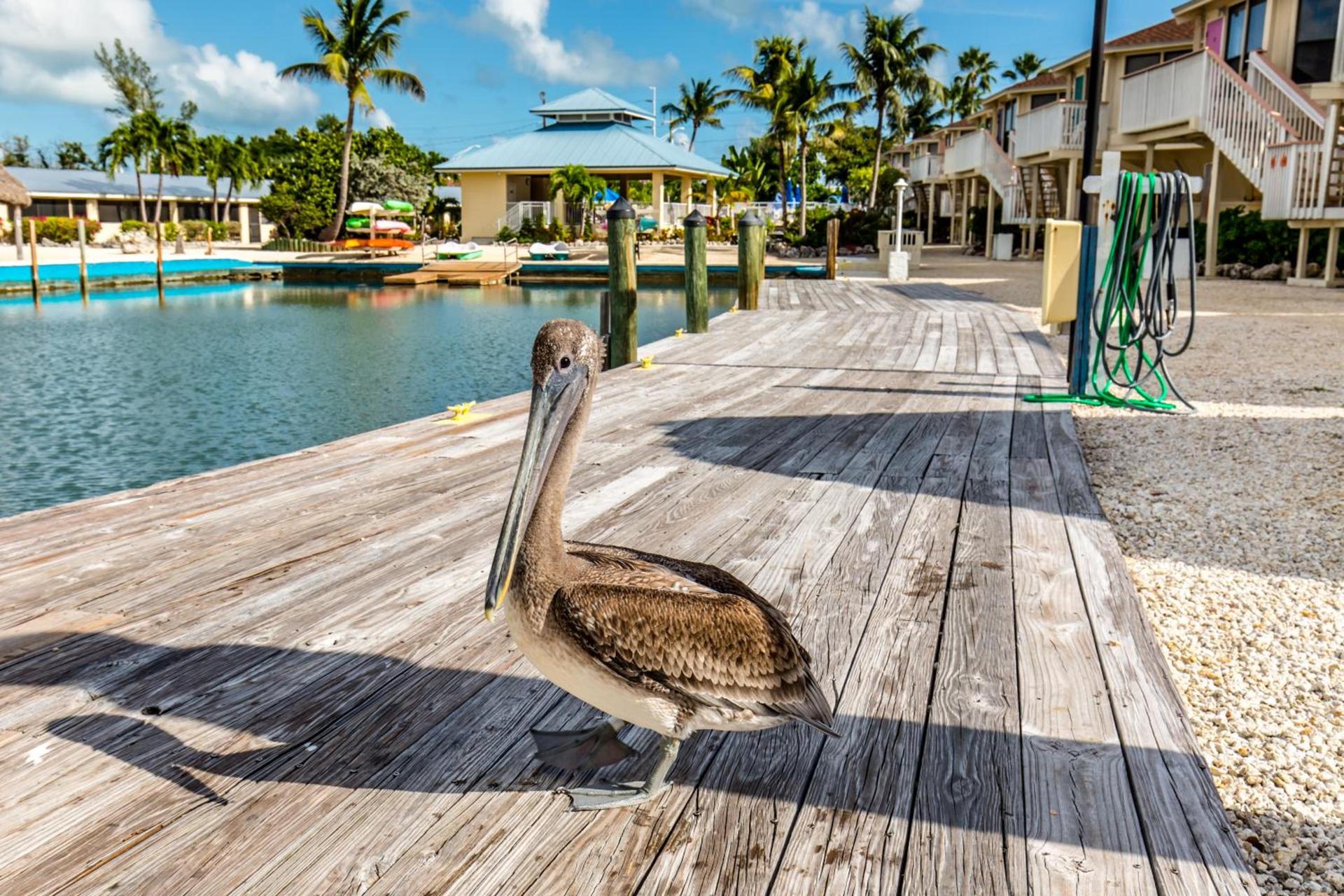 The Reef at Marathon by Capital Vacations photo 7