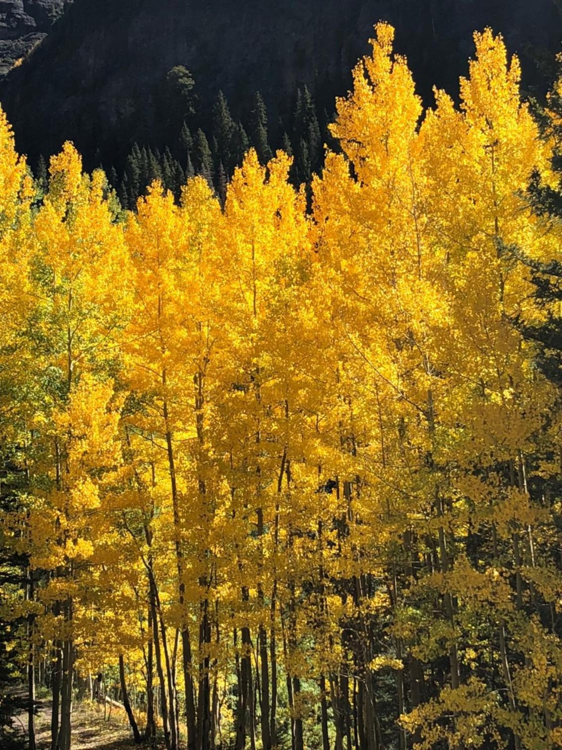 Timber Ridge Lodge Ouray photo 57