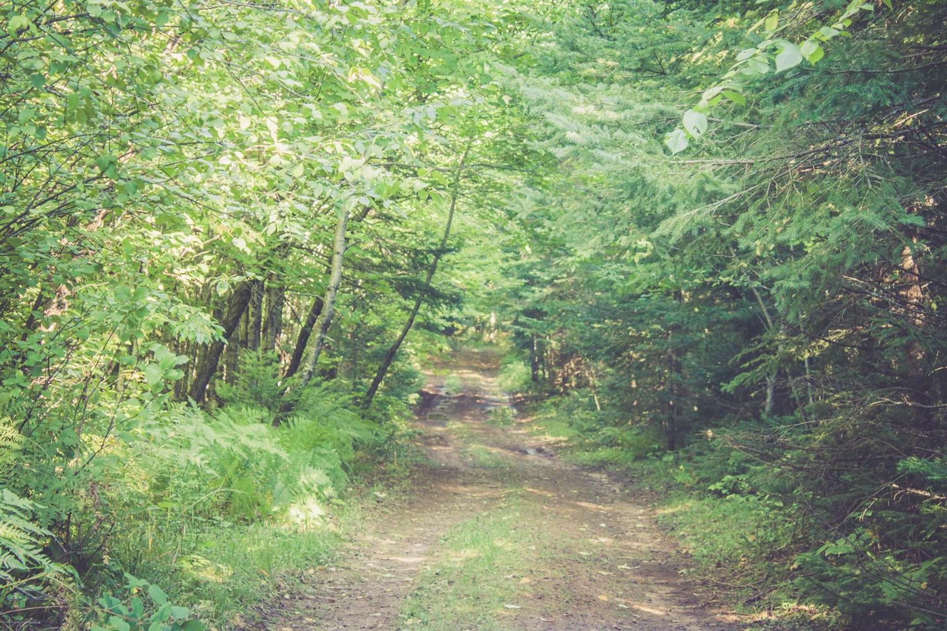 North Ironwood Acres - Black River Lodge photo 26