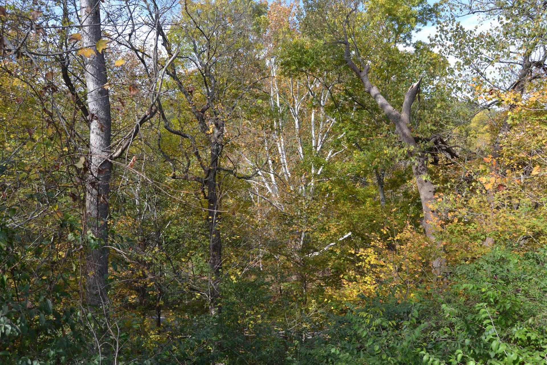 Cascades Inn photo 39