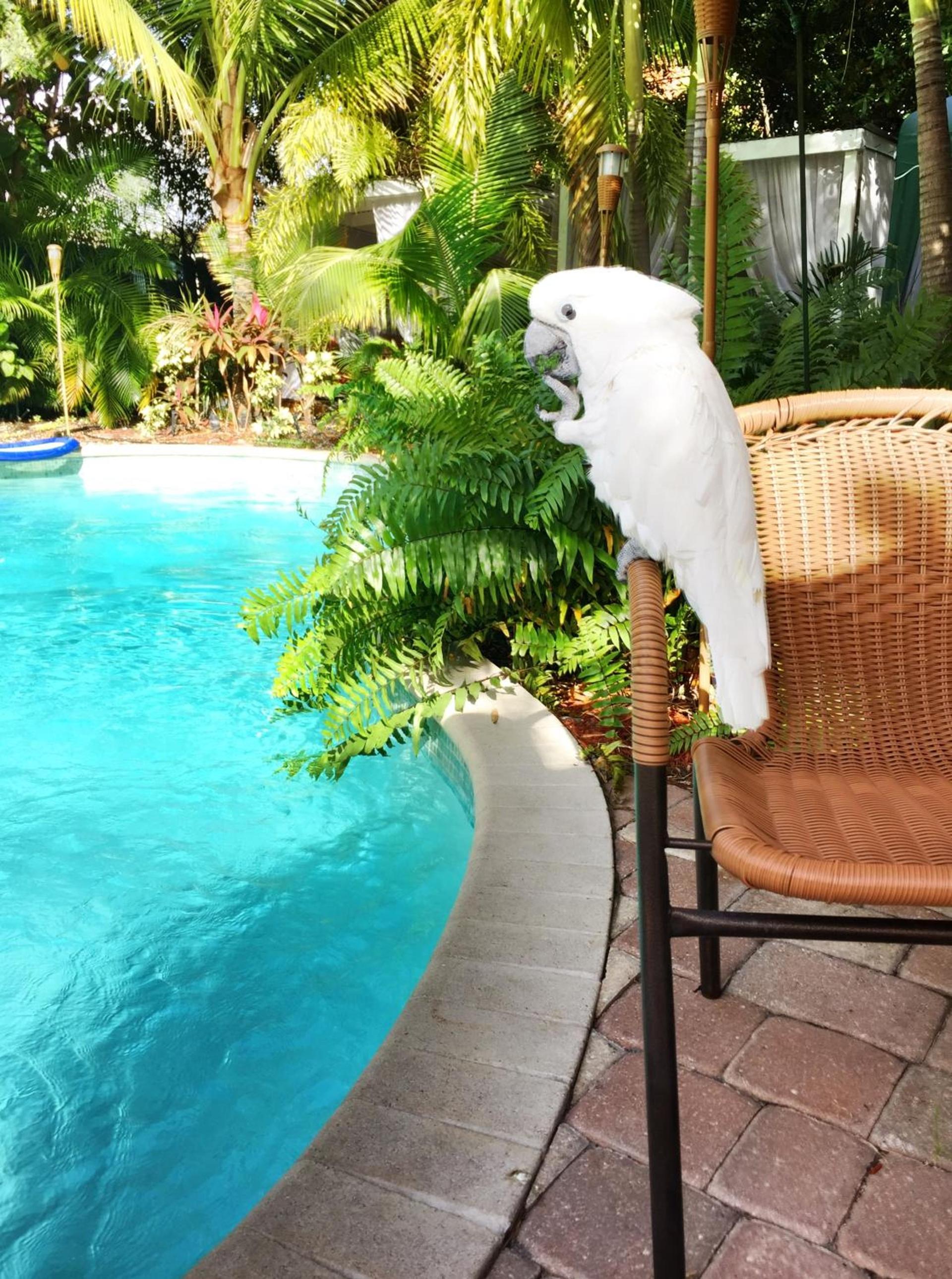 Calypso Inn Wilton Gay Male Resort photo 14