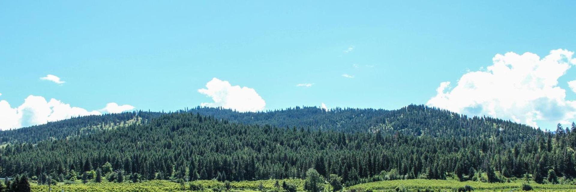 Wedge Mountain Inn photo 8