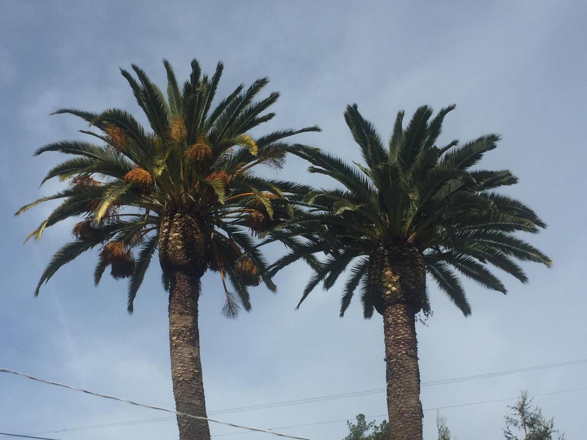 Cambria Palms Motel photo 14