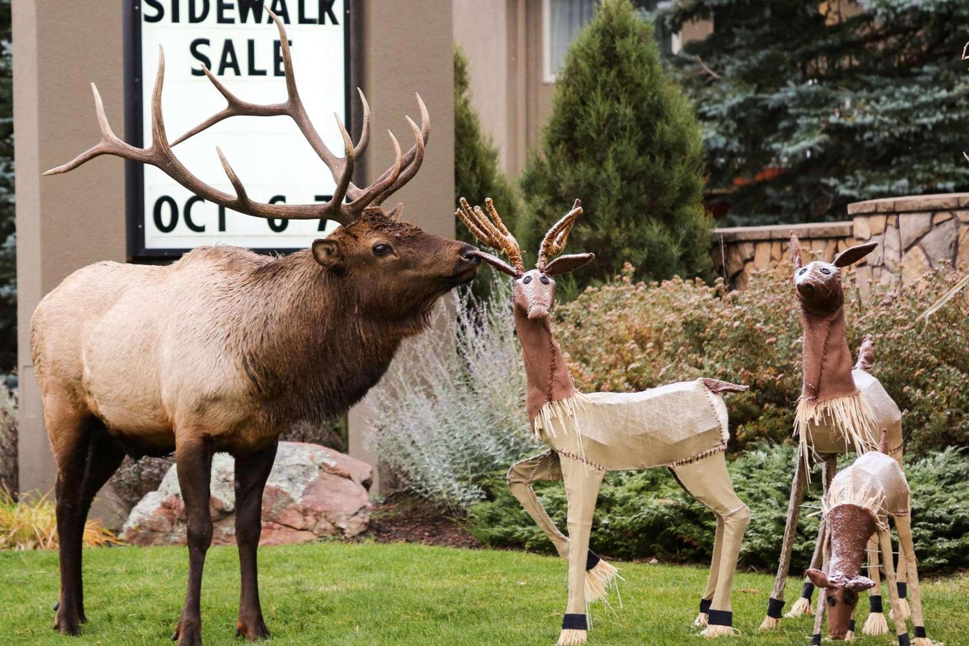Quality Inn near Rocky Mountain National Park photo 39