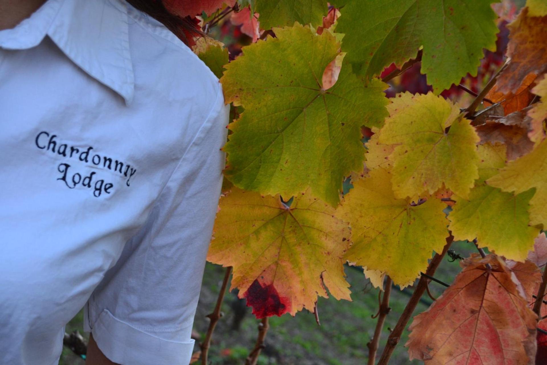 Chardonnay Lodge photo 14