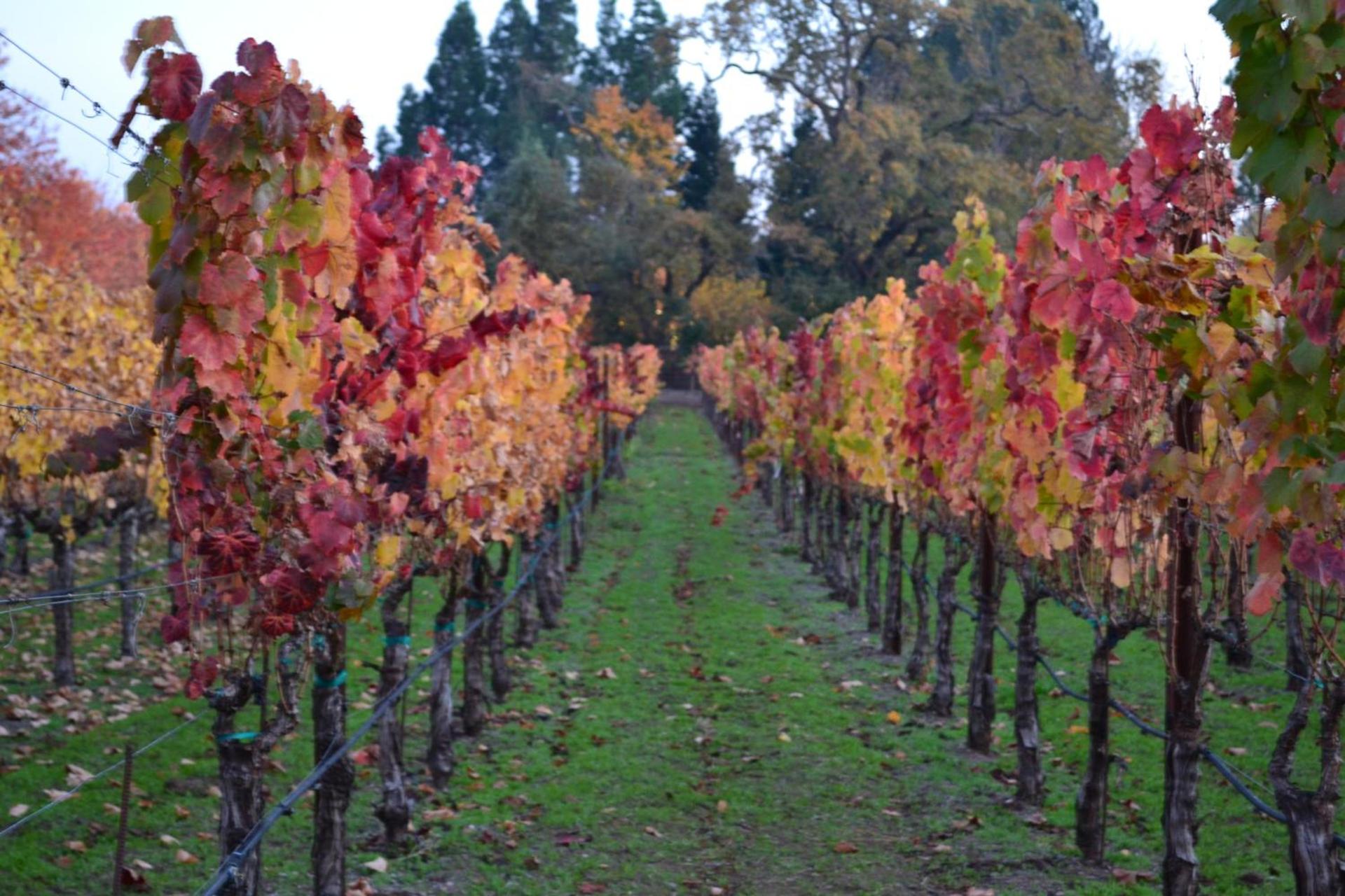 Chardonnay Lodge photo 20