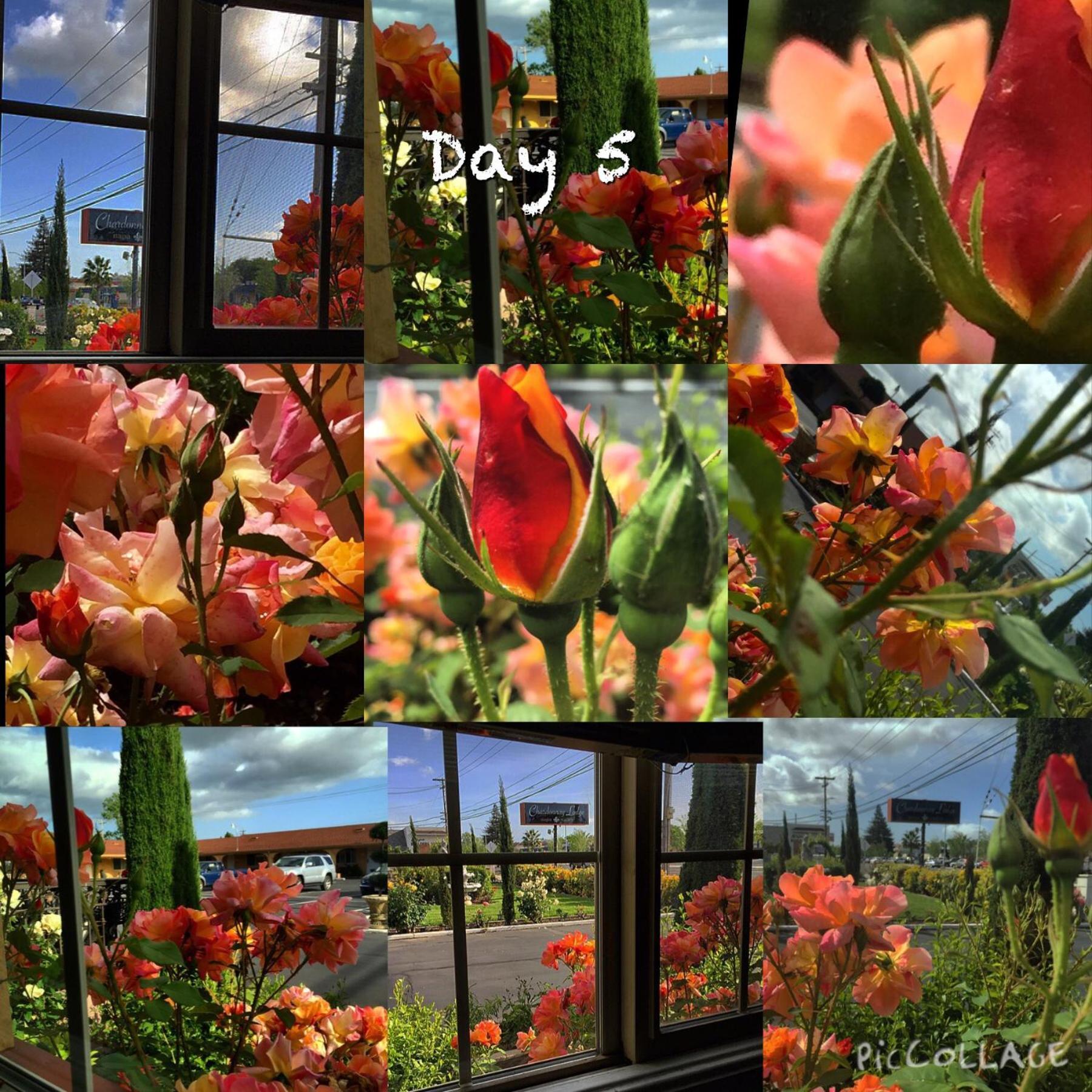Chardonnay Lodge photo 17