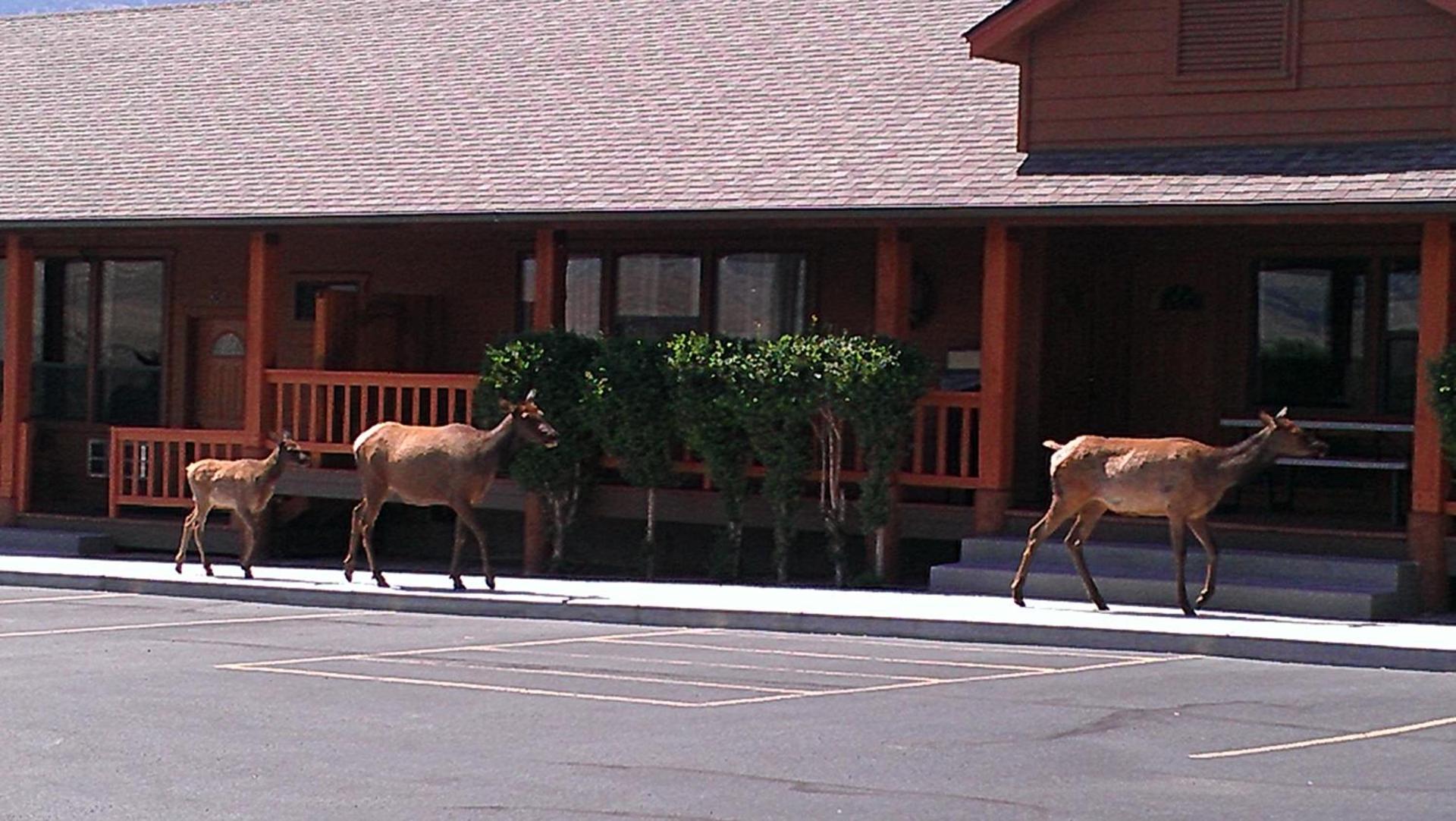Yellowstone Village Inn and Suites photo 32