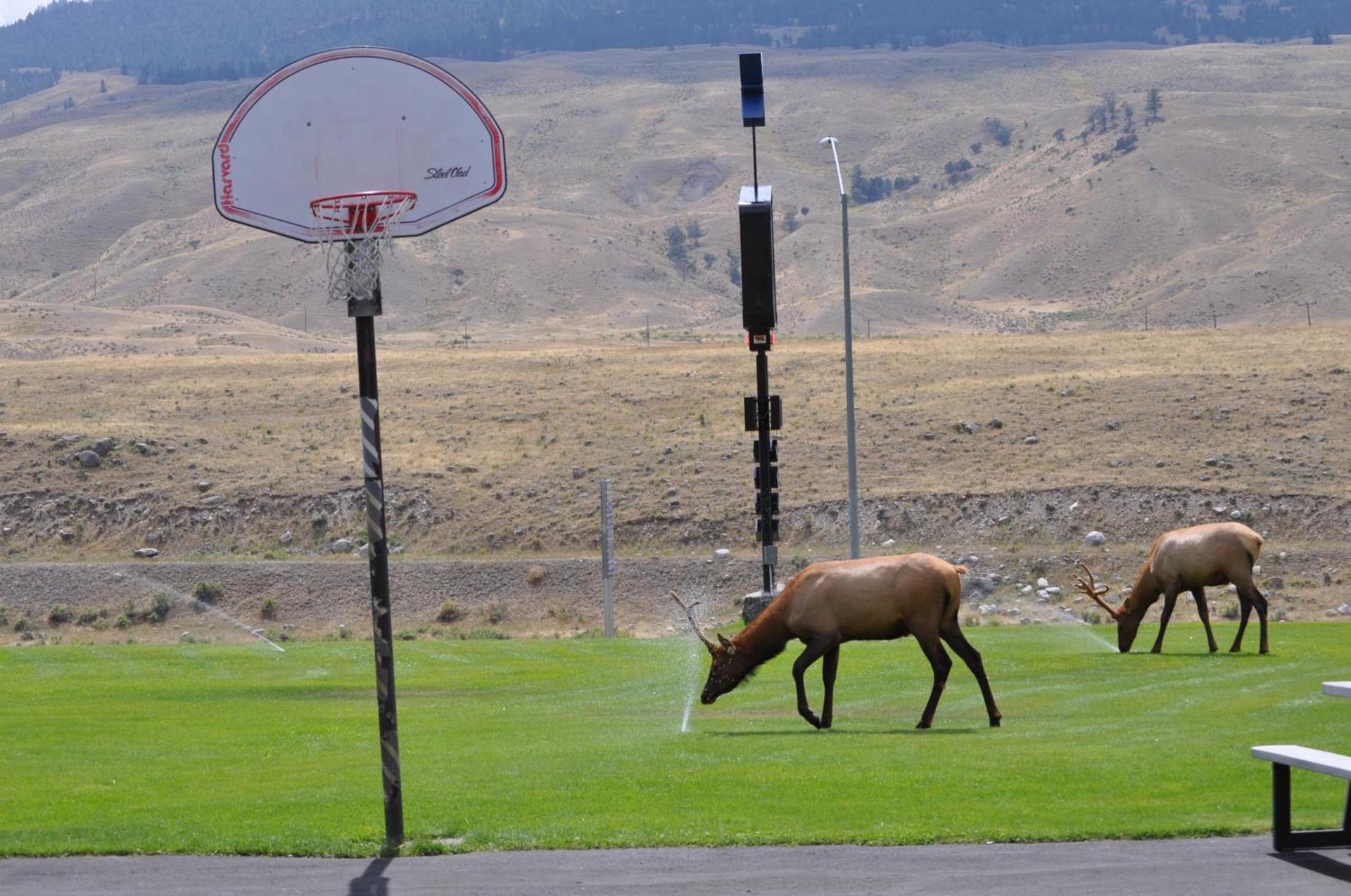 Yellowstone Village Inn and Suites photo 31