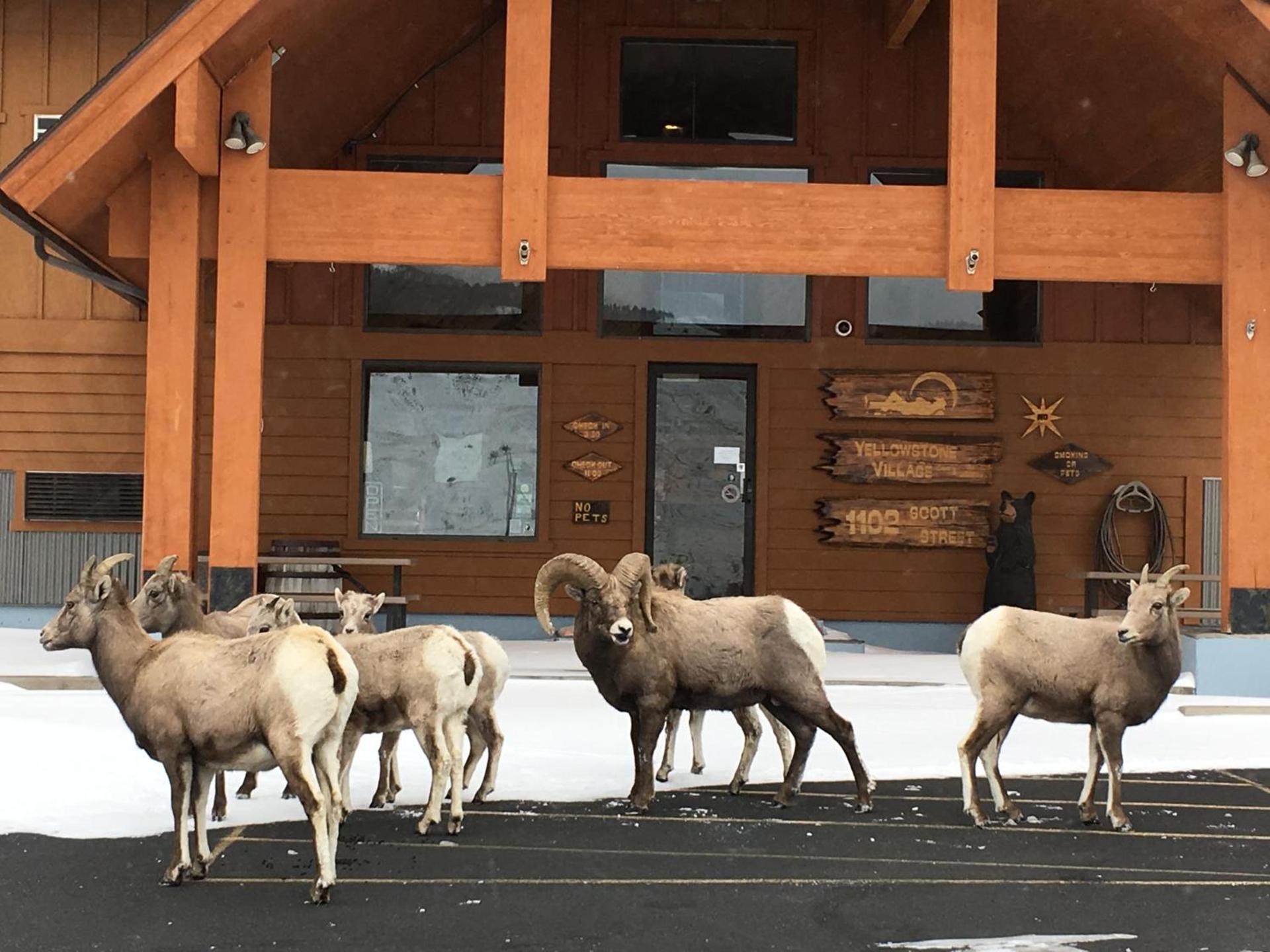 Yellowstone Village Inn and Suites photo 2