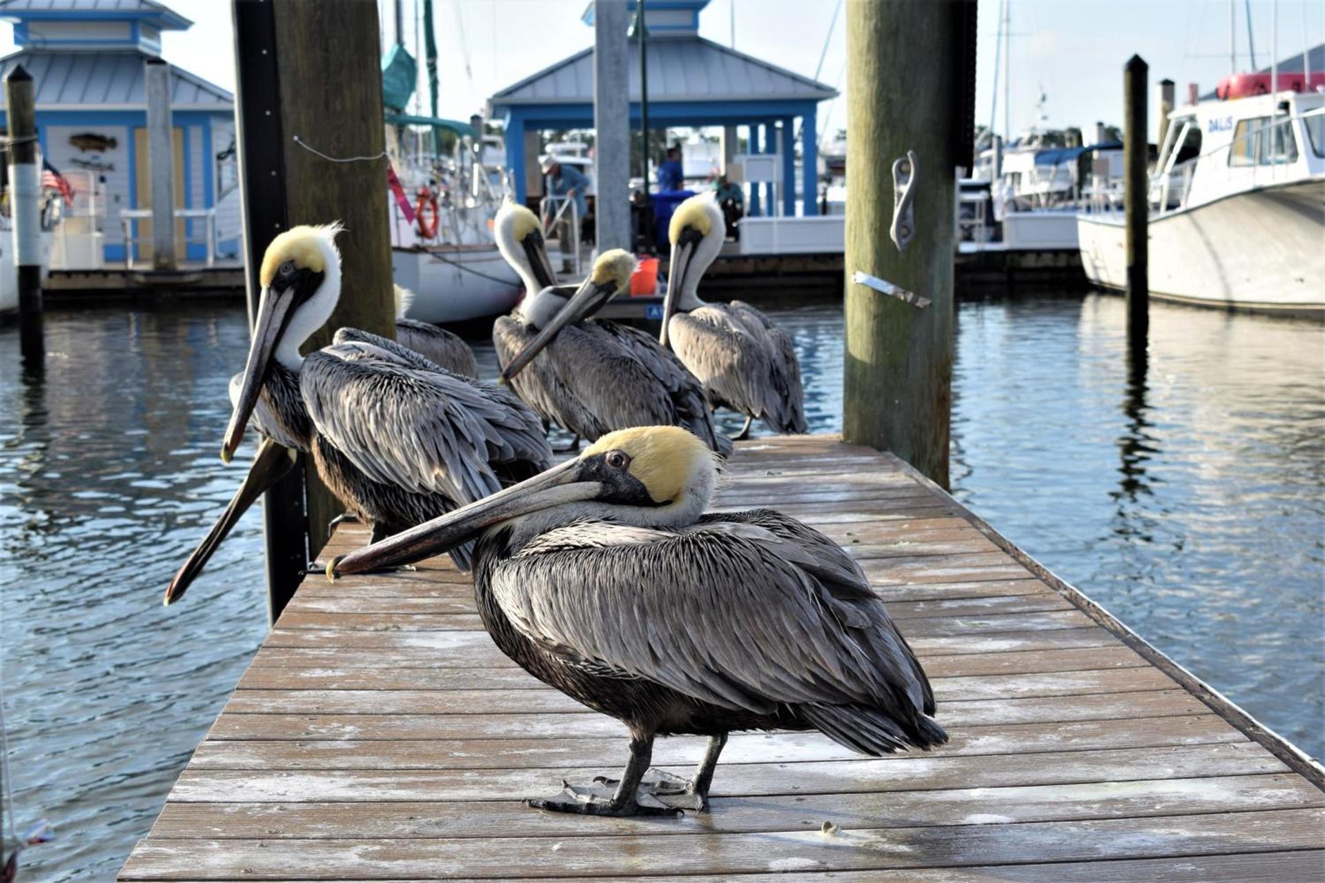 Cove Inn on Naples Bay photo 8