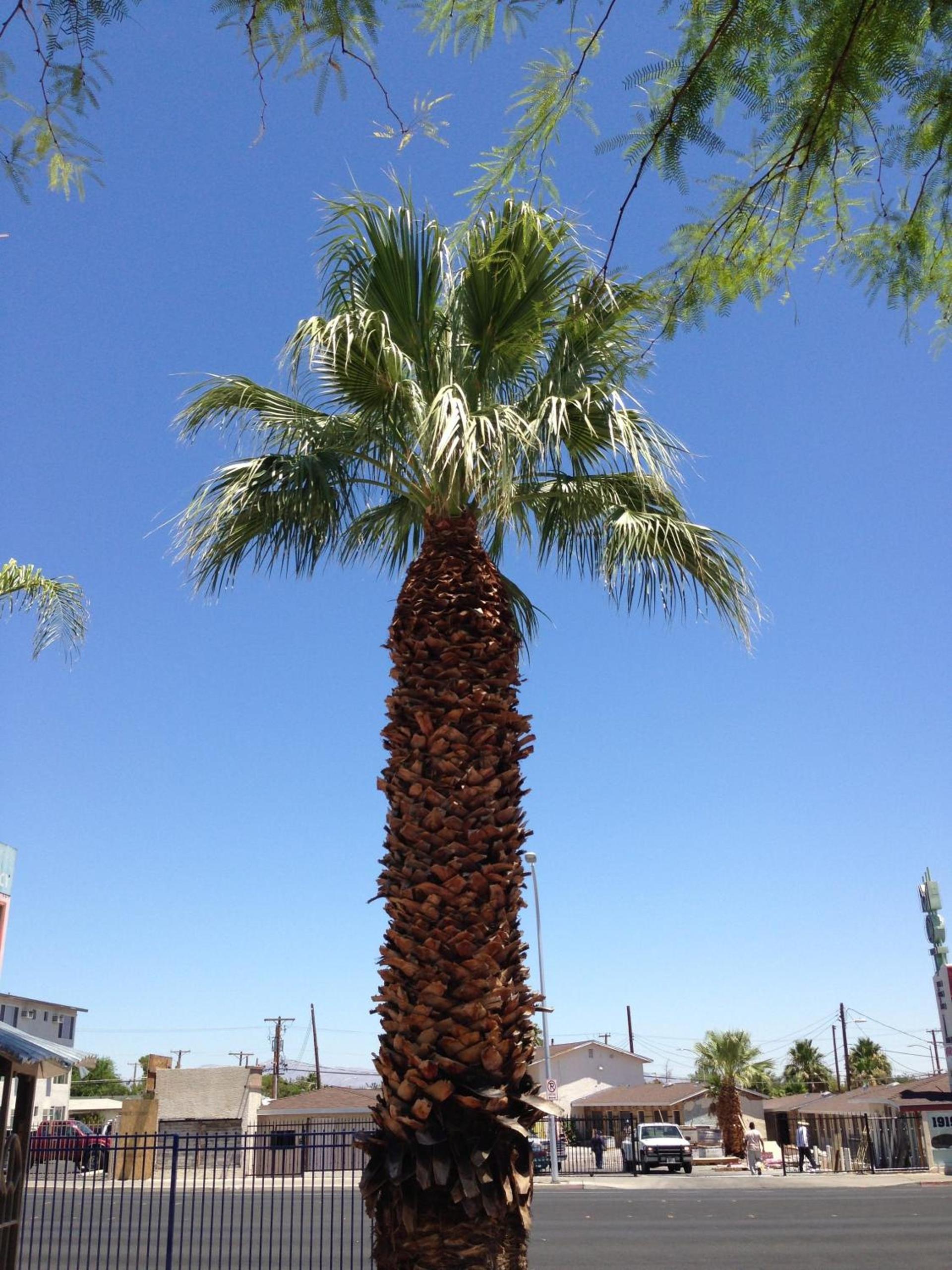 Sterling Gardens photo 5
