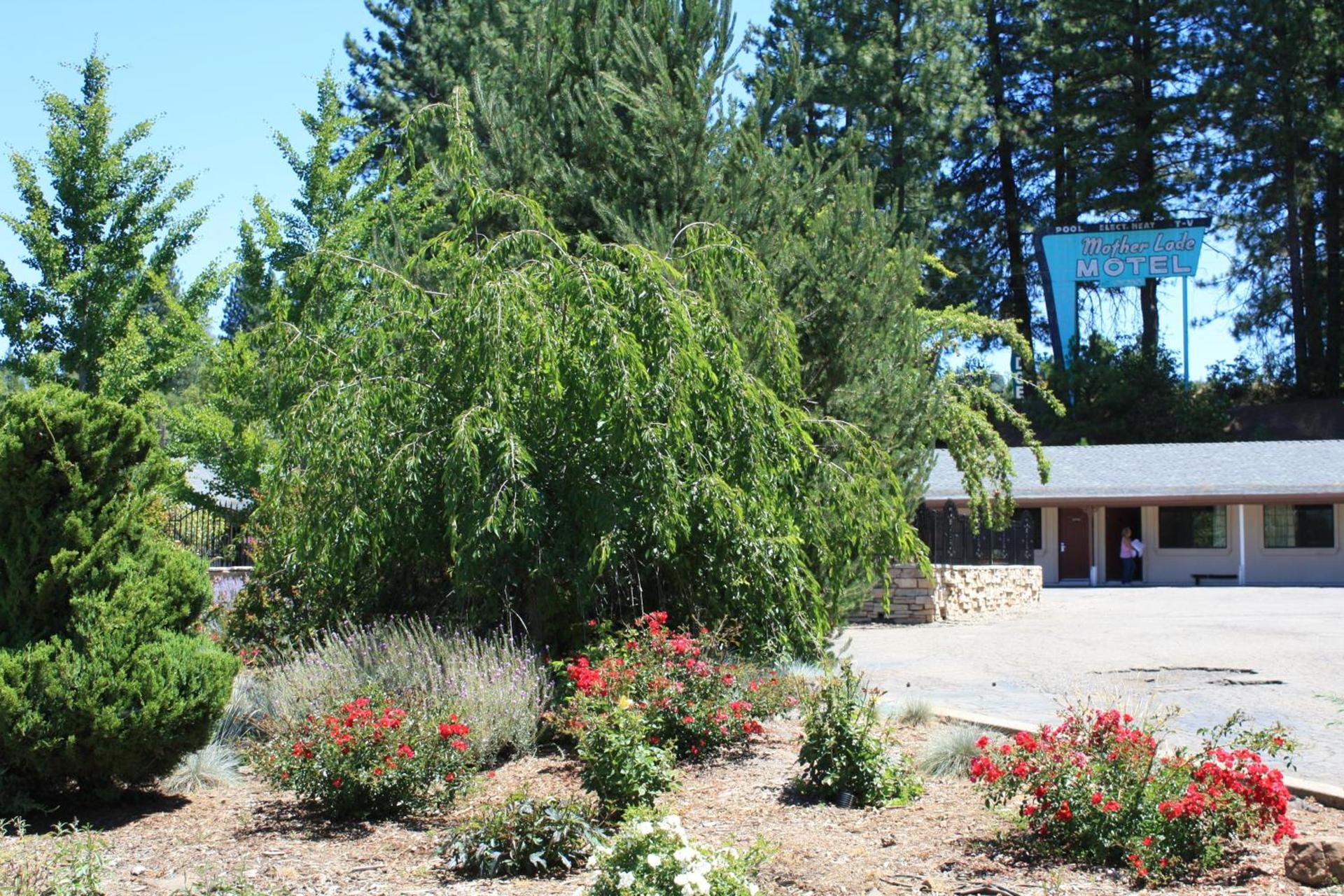 Mother Lode Motel photo 10