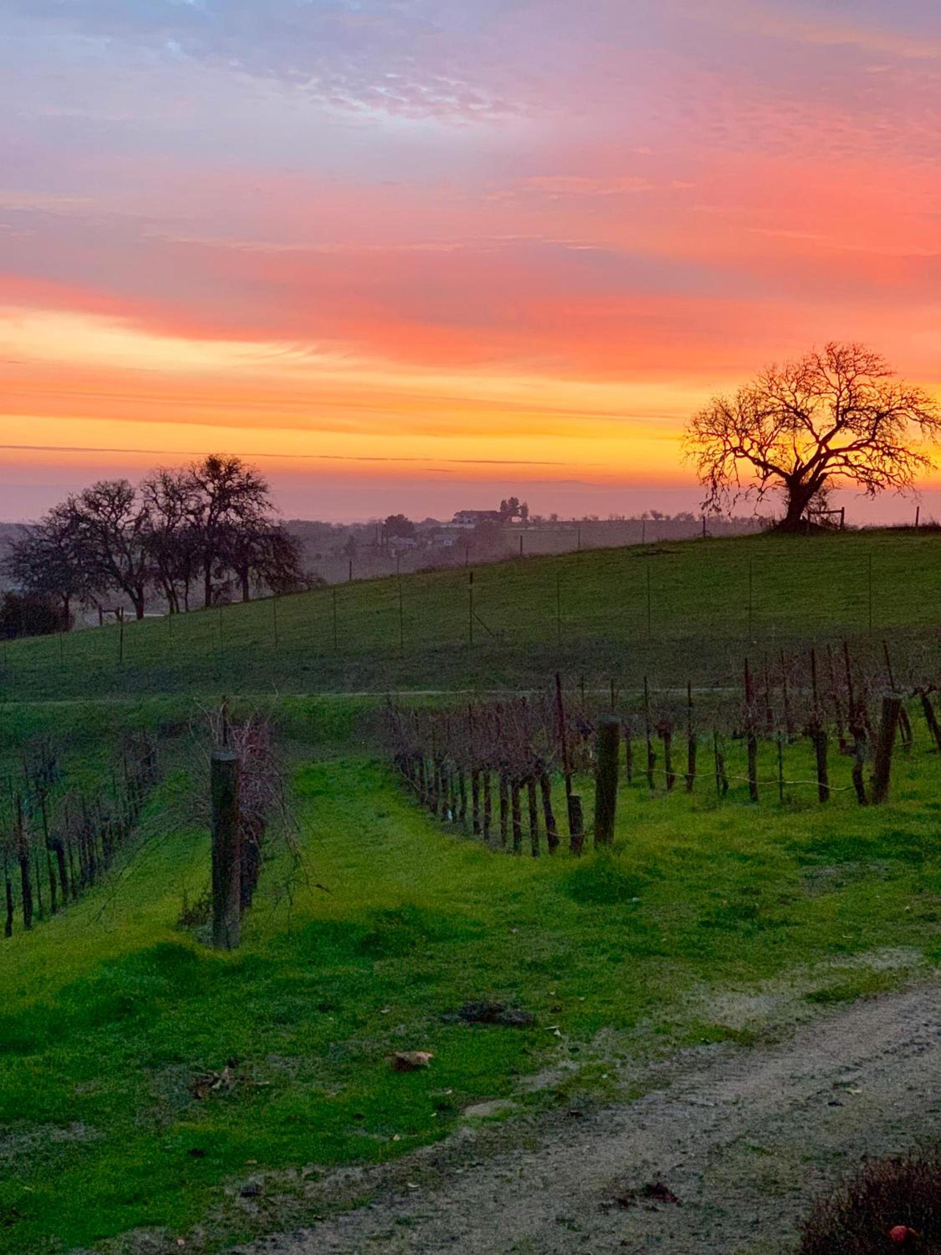 The Eden House Vineyard photo 54