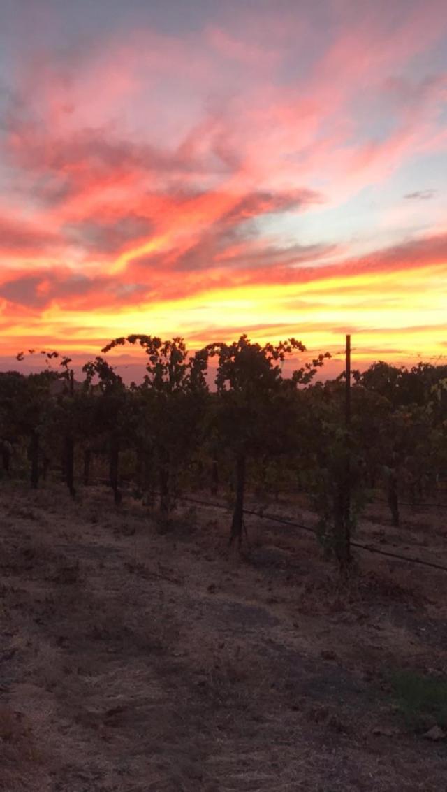 The Eden House Vineyard photo 55