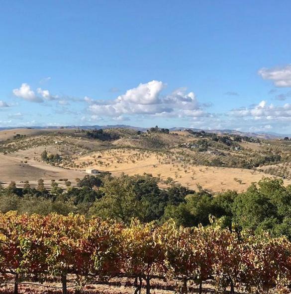 The Eden House Vineyard photo 72