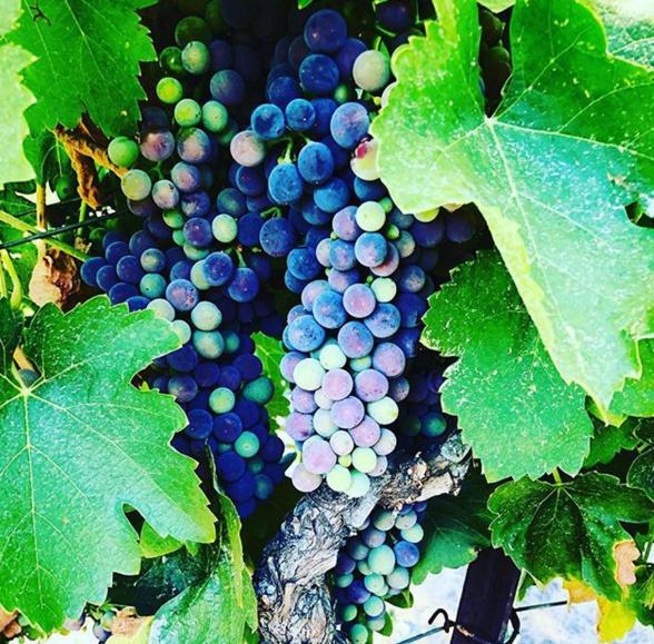 The Eden House Vineyard photo 71