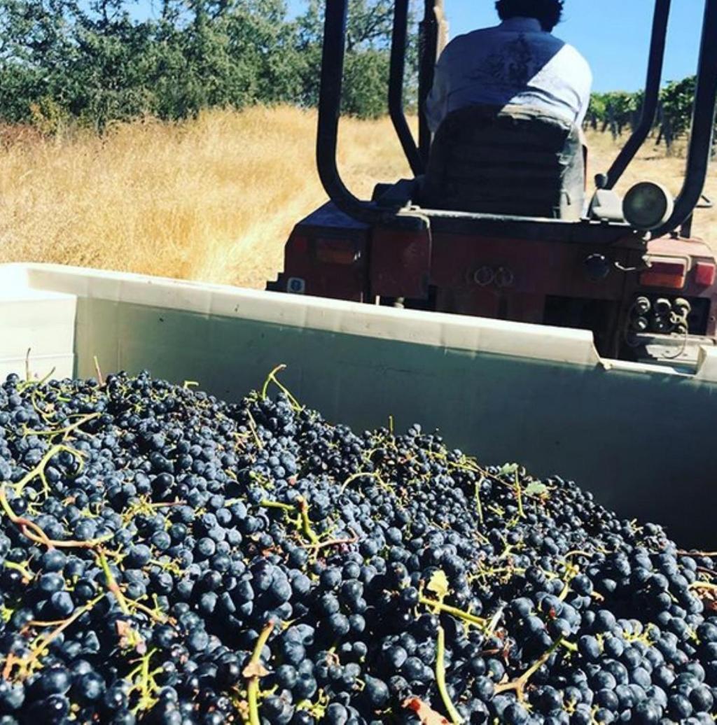 The Eden House Vineyard photo 79