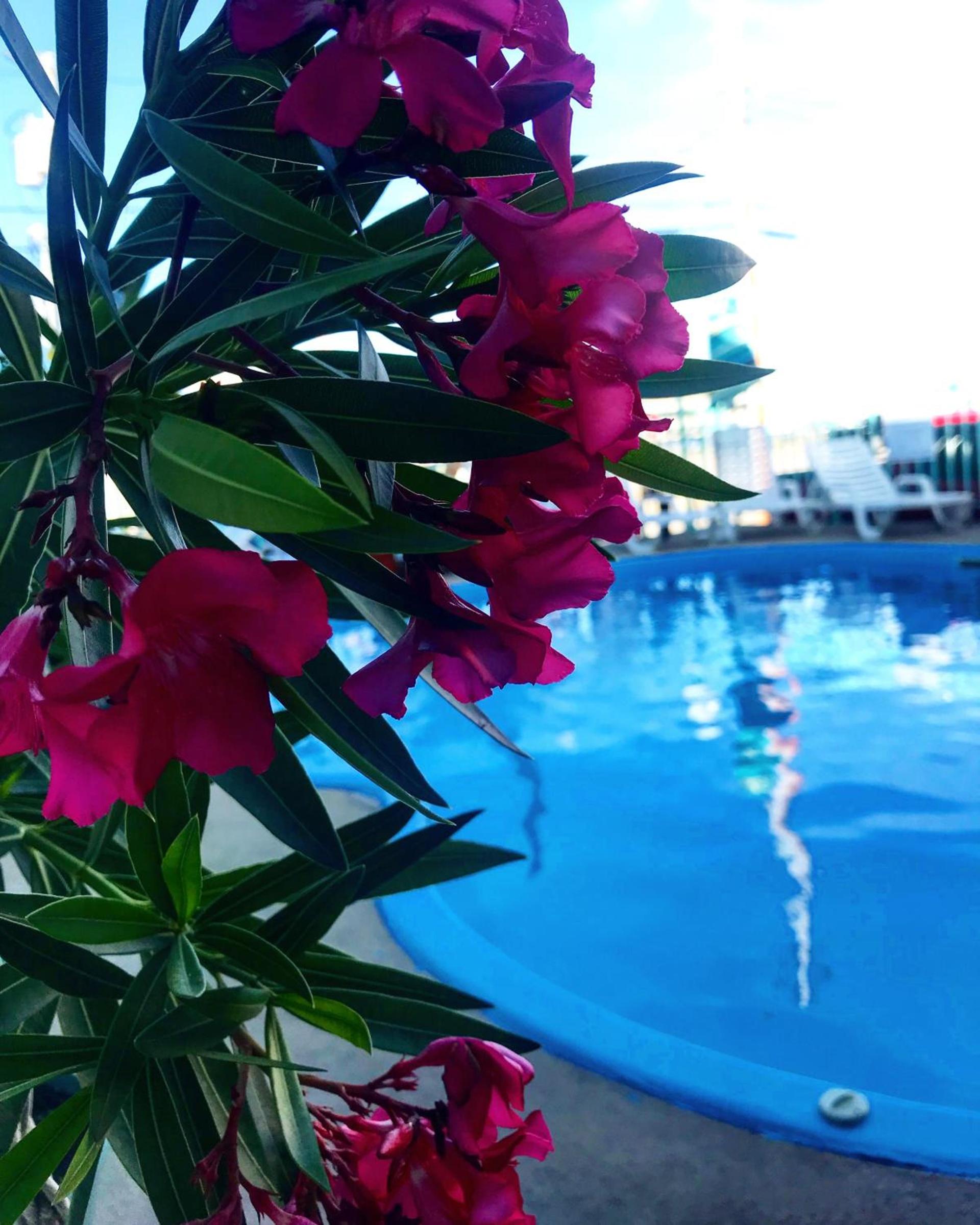 Sea Scape Inn - A Fine Family Destination photo 11