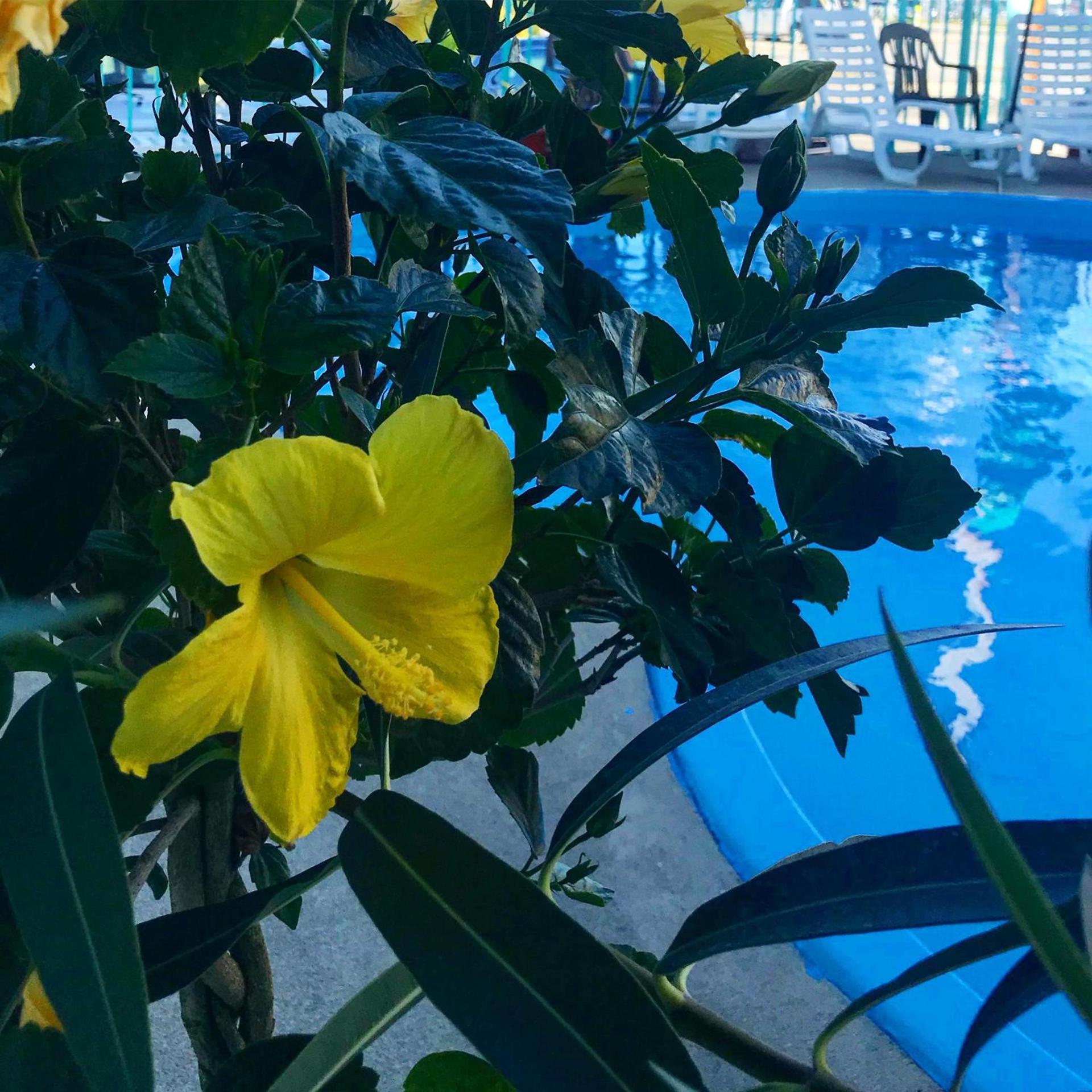 Sea Scape Inn - A Fine Family Destination photo 17