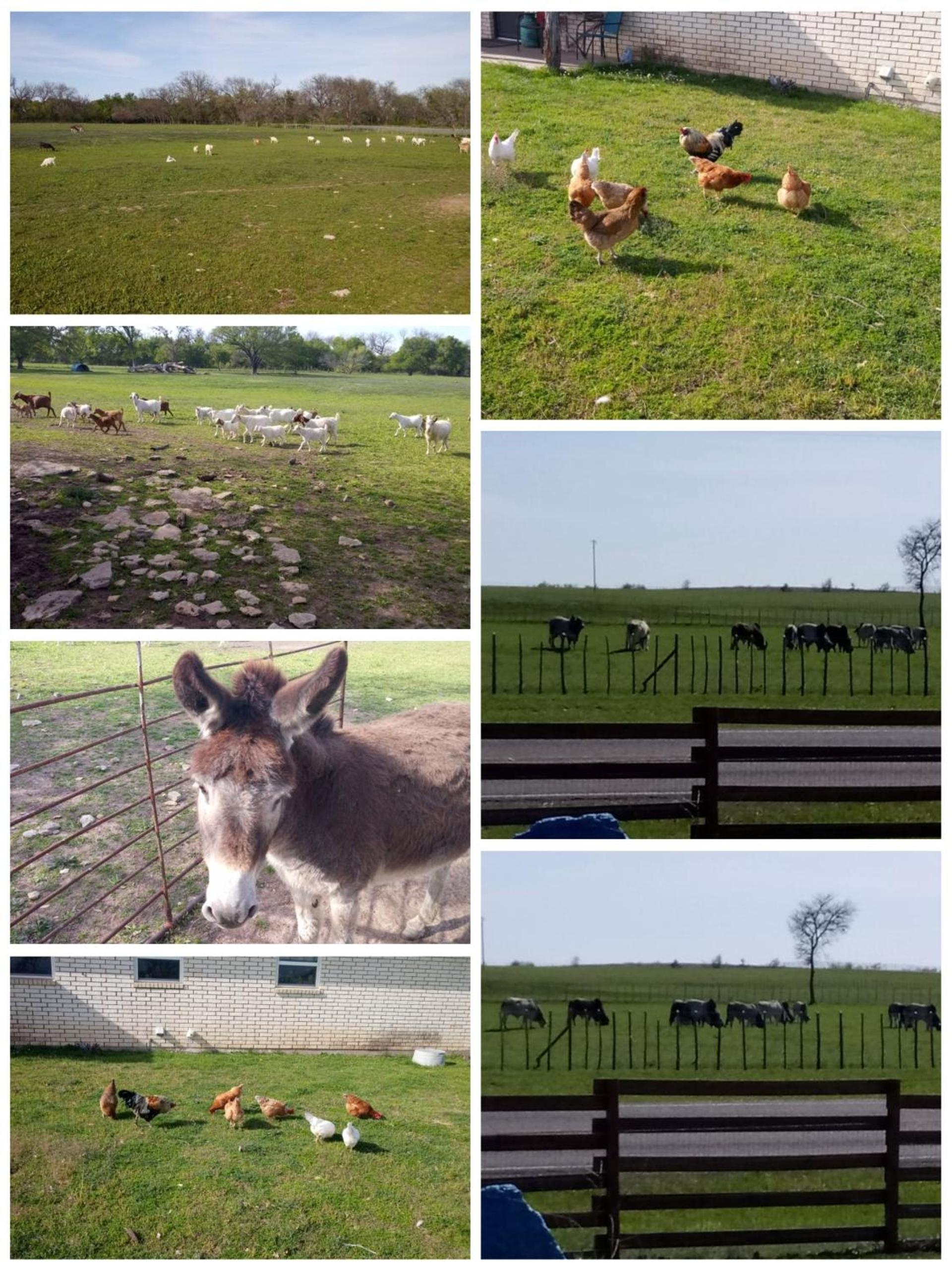 Constantino Farms photo 47