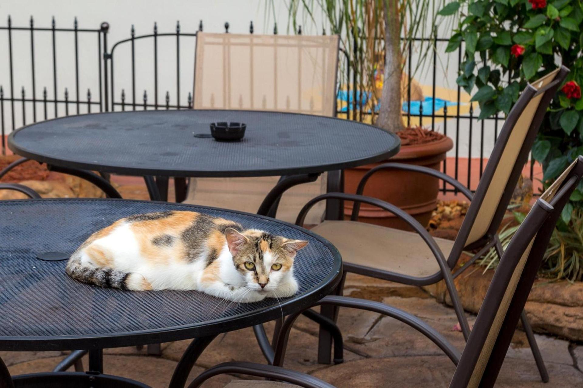 Richard's Pet Friendly Motel photo 26
