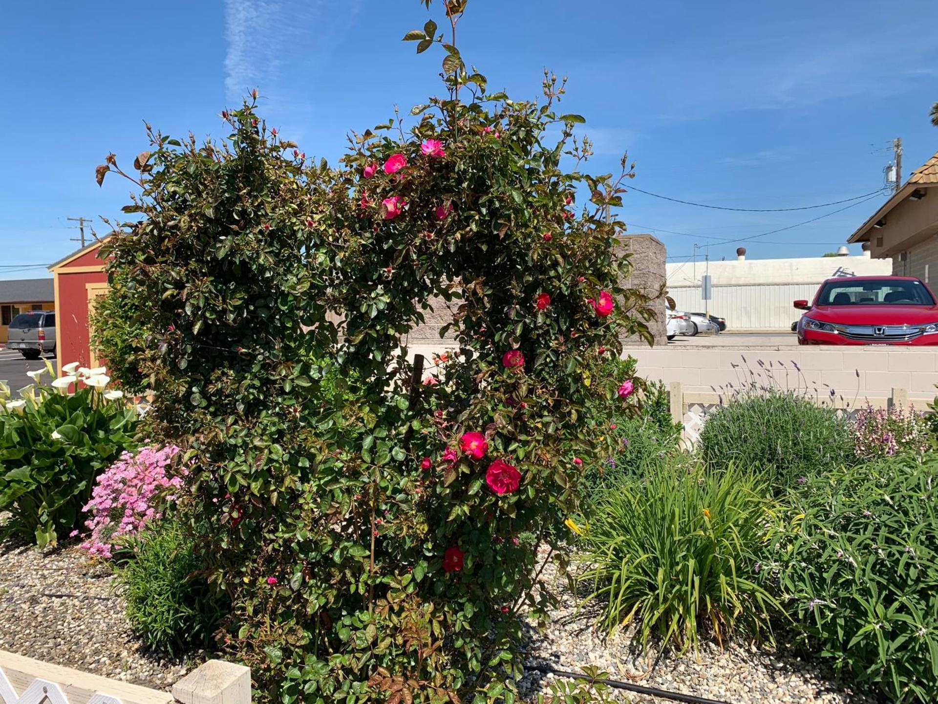 Wagon Wheel Motel photo 19