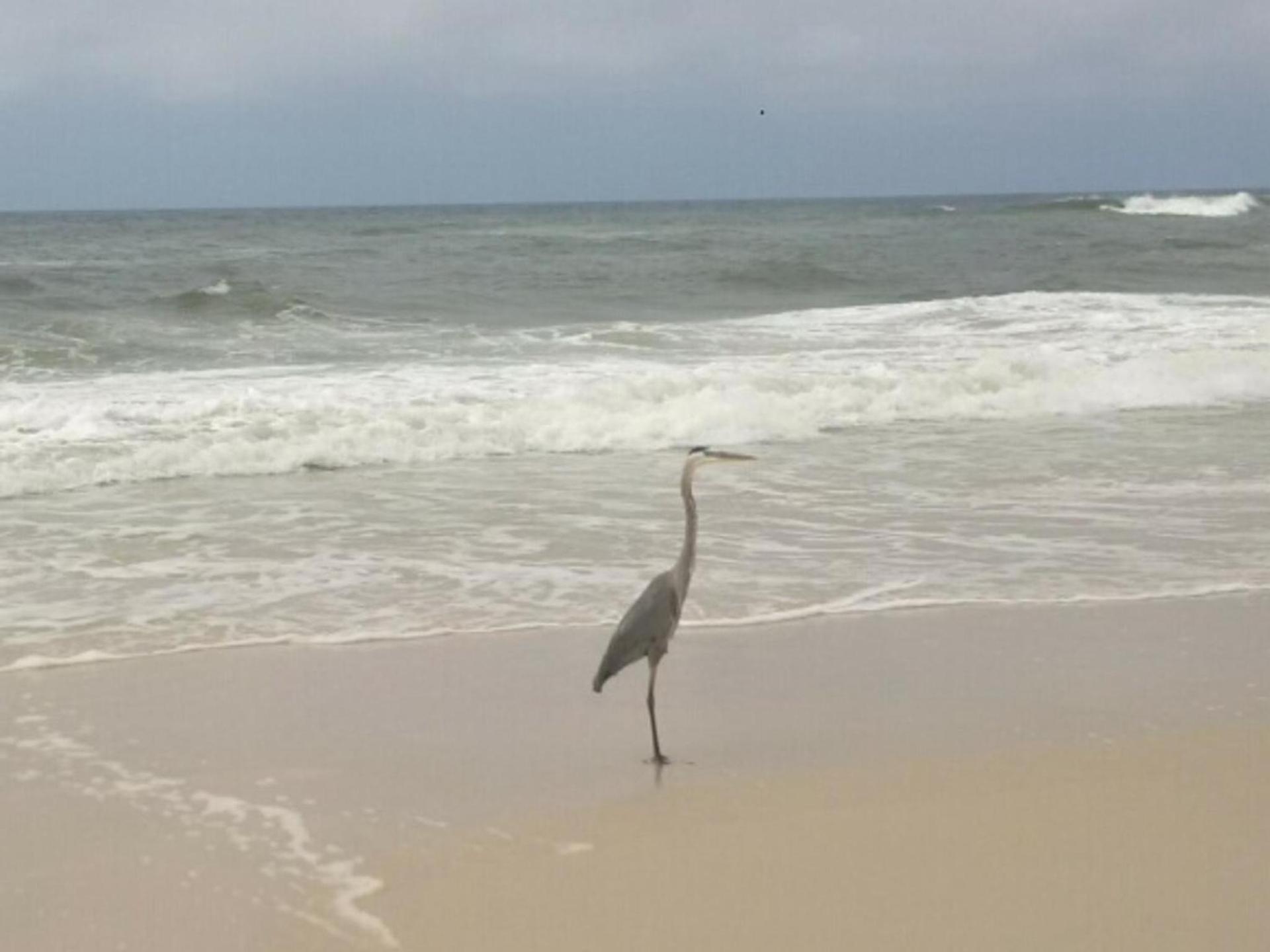 Bill’s at Gulf Shores photo 8