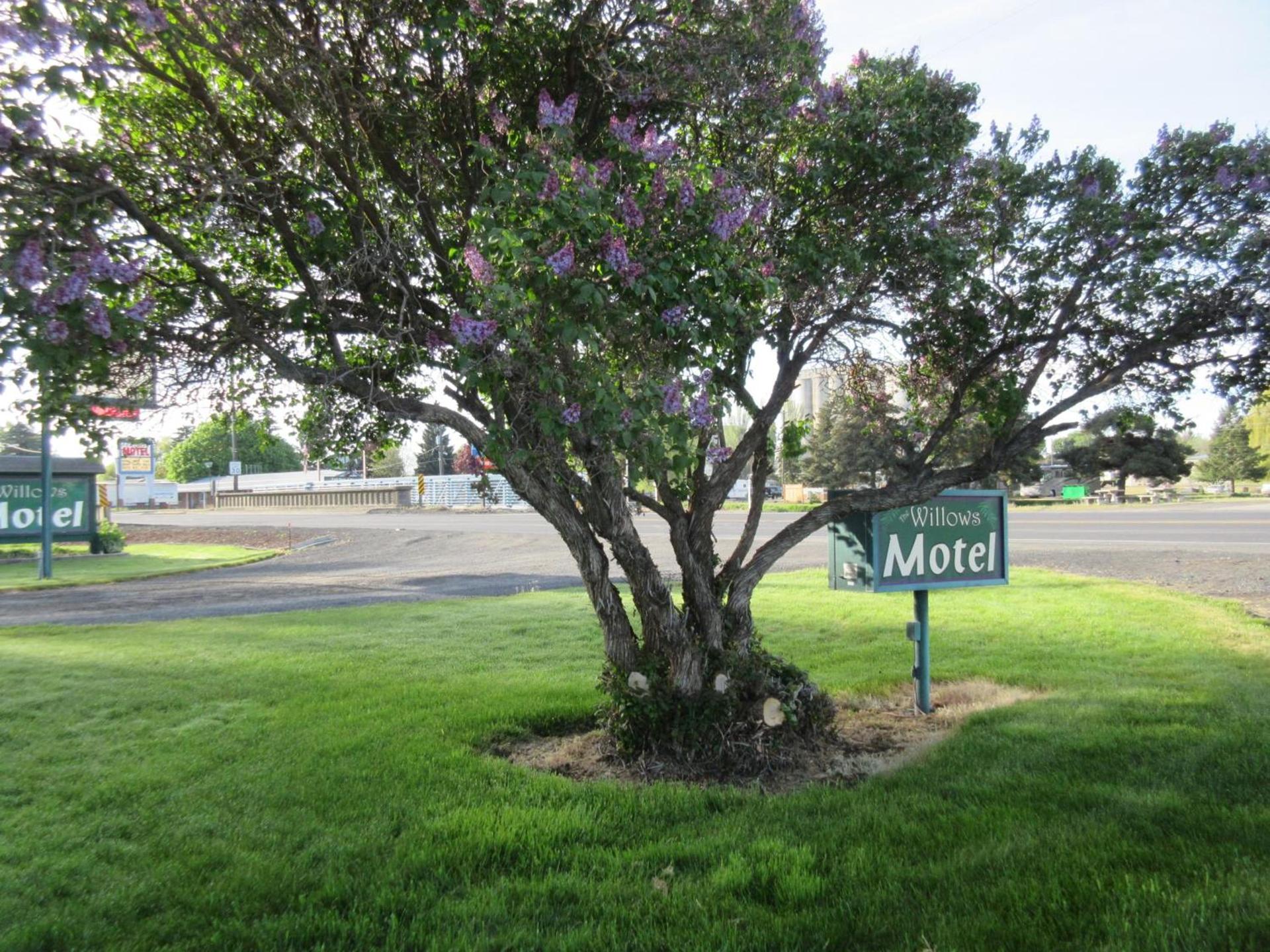 The Willows Motel photo 18