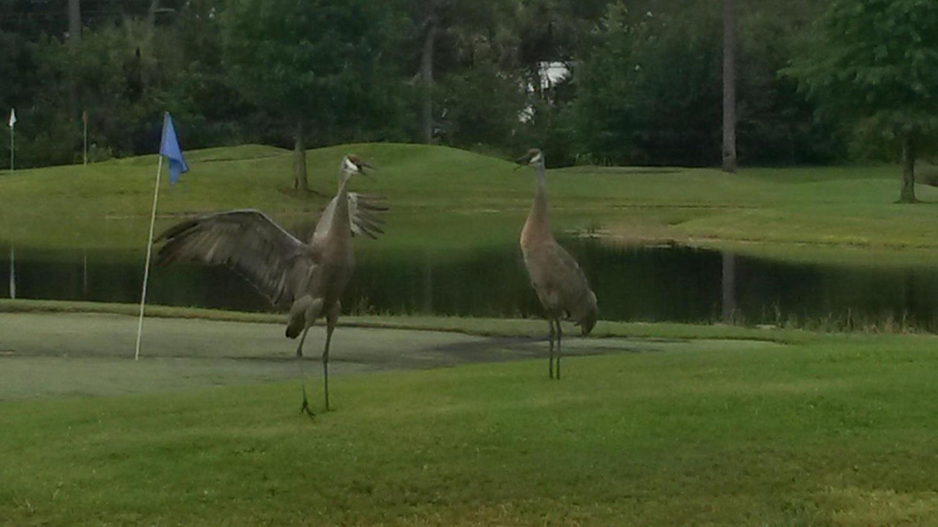 Road Runner Travel Resort photo 33