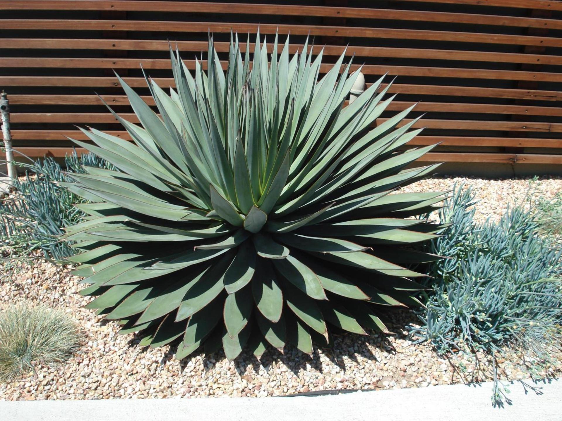 Agave Inn photo 13