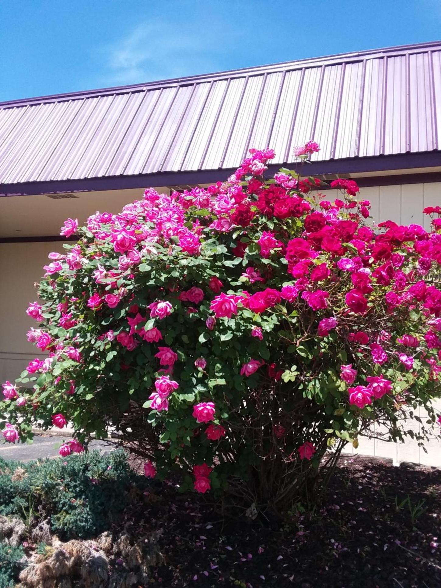 APM Inn & Suites photo 13