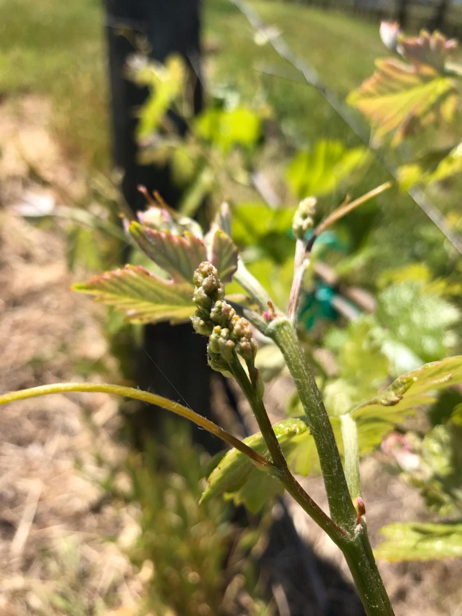 The Eden House Vineyard photo 5