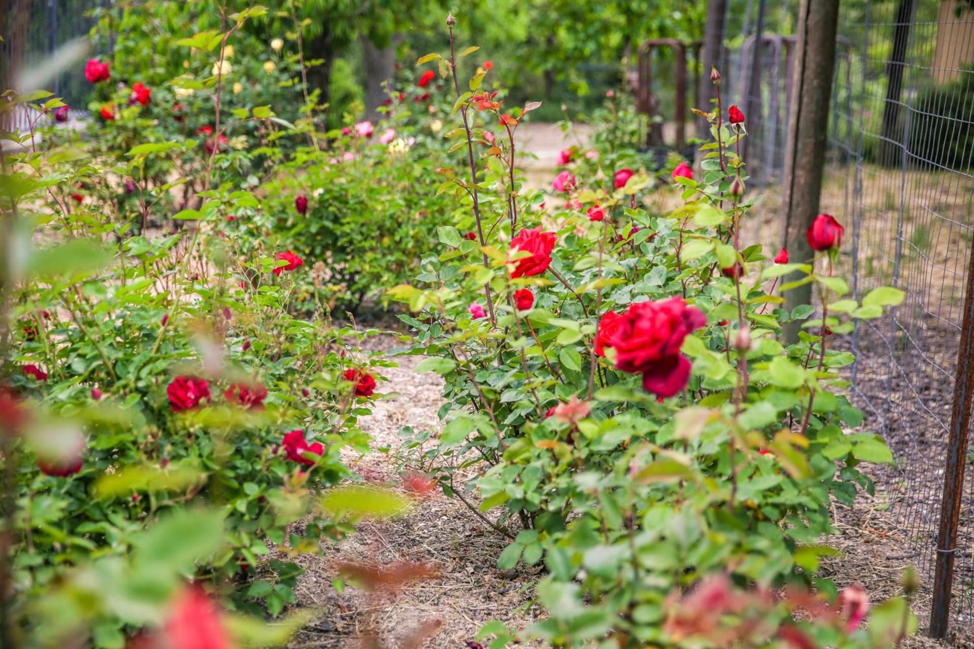 The Eden House Vineyard photo 83