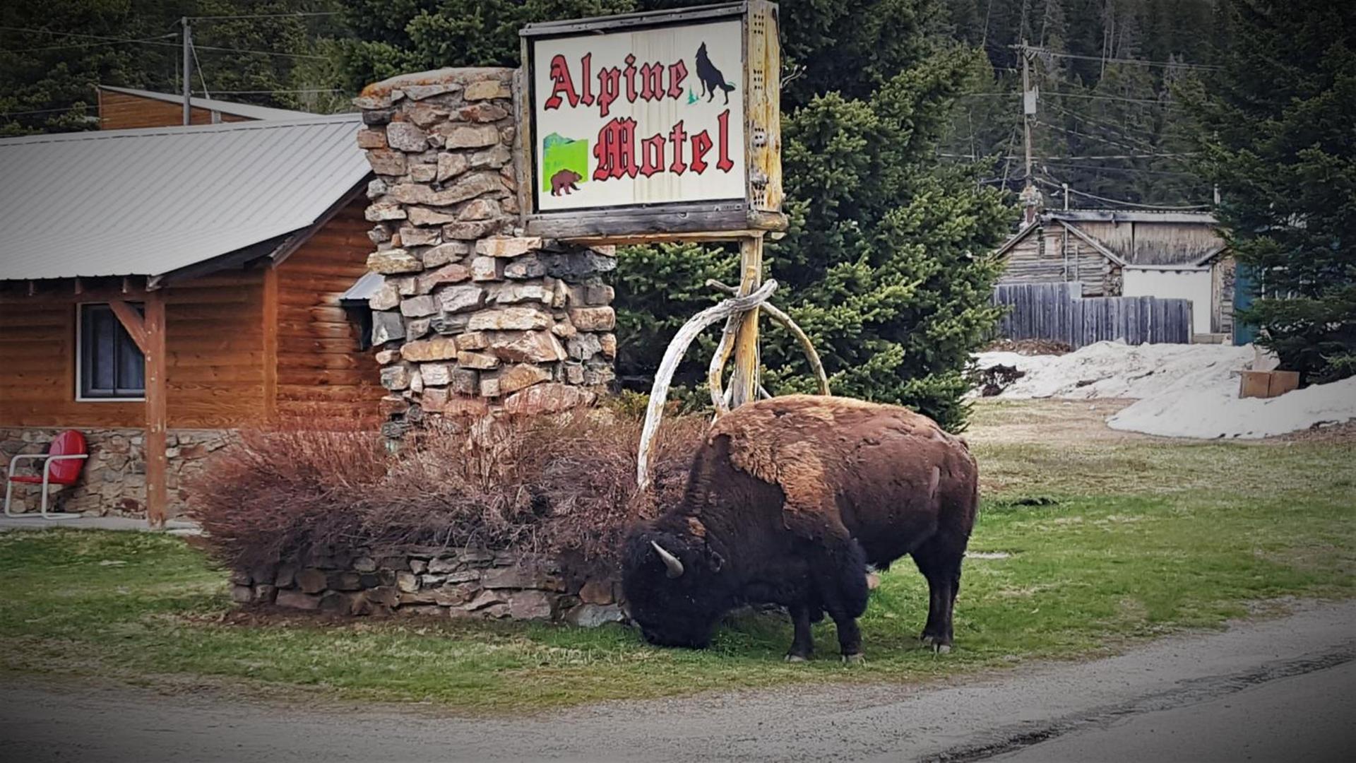 Alpine Motel of Cooke City photo 19