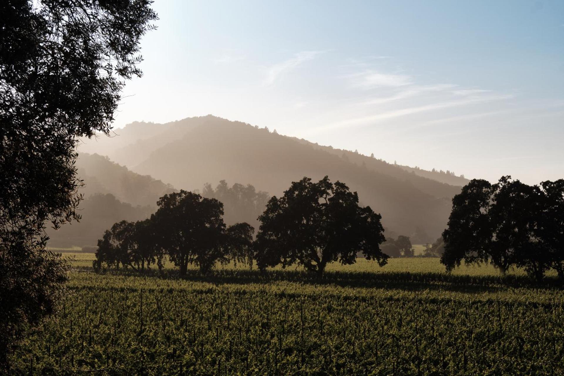 The Setting Inn Napa Valley photo 53