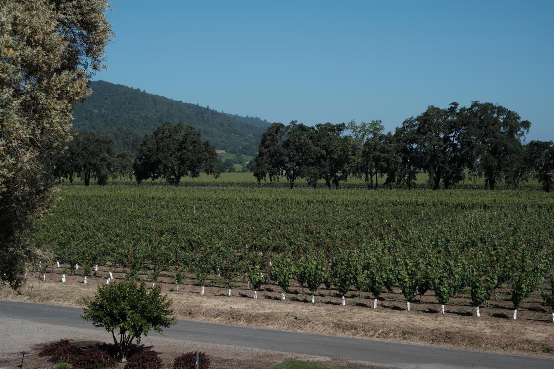 The Setting Inn Napa Valley photo 21