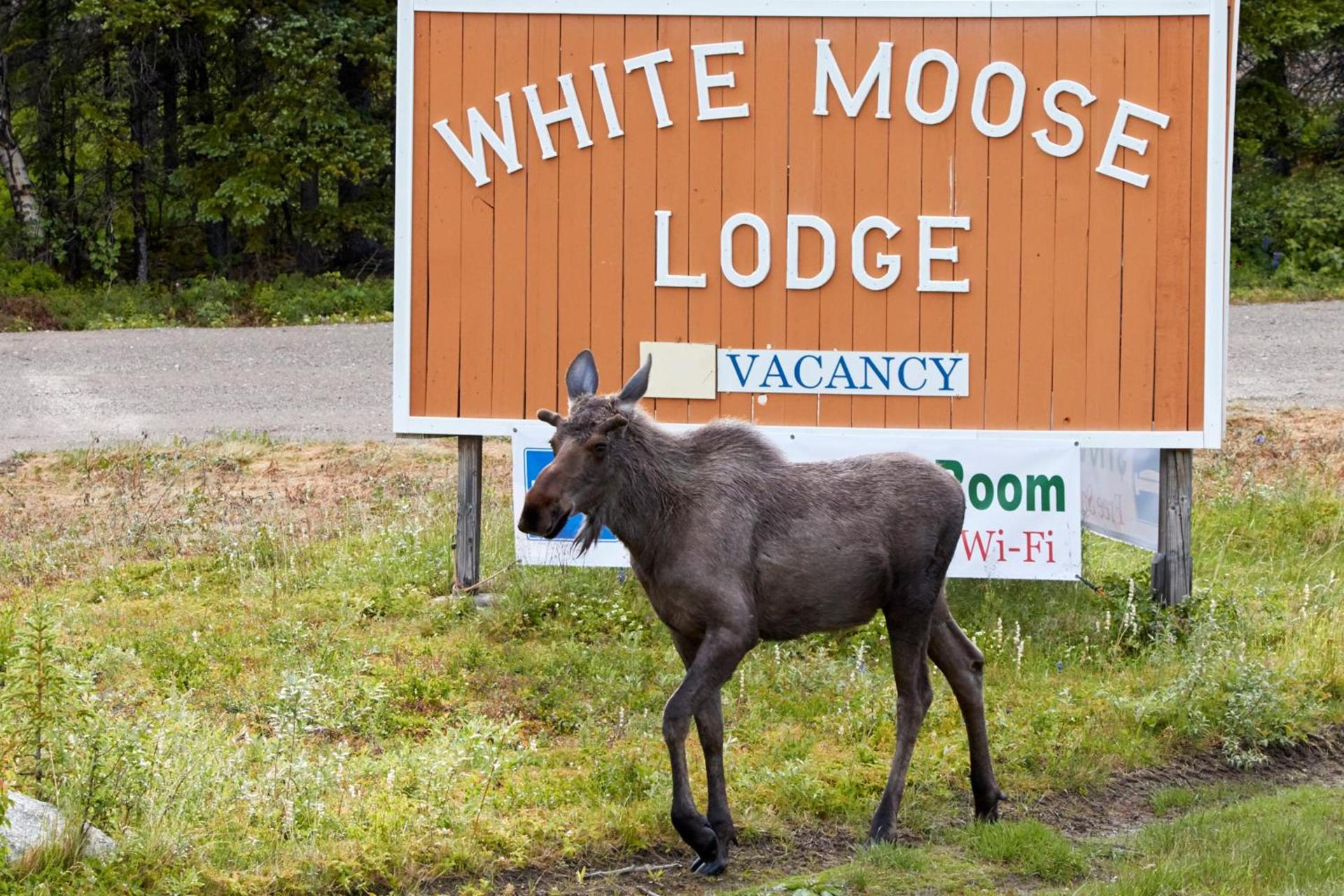 White Moose Lodge photo 17