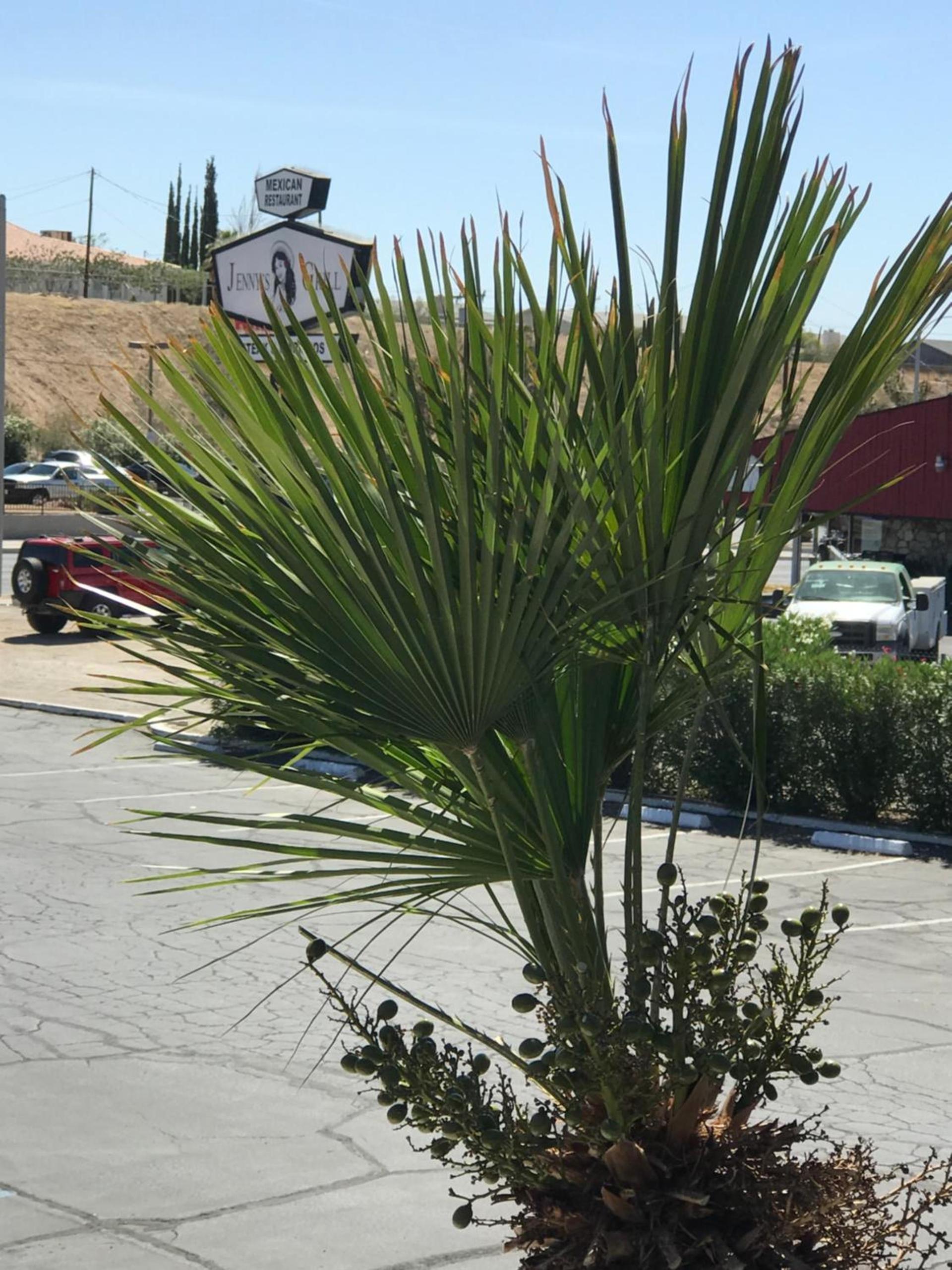 Economy Inn Barstow photo 16