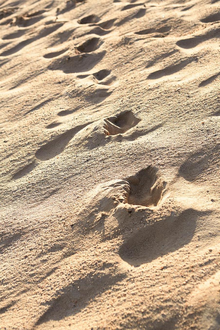 Marram photo 9