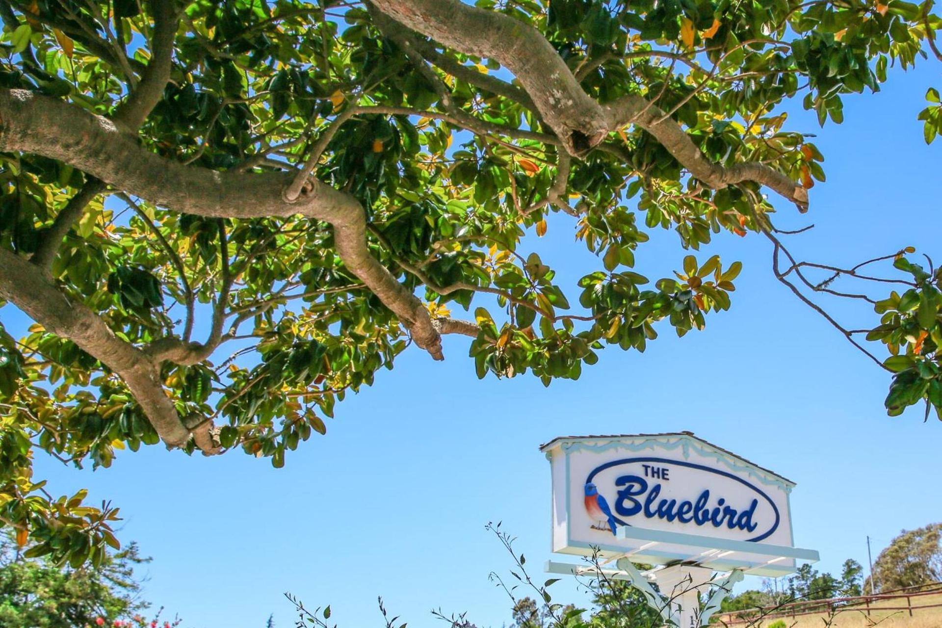Bluebird Inn photo 37