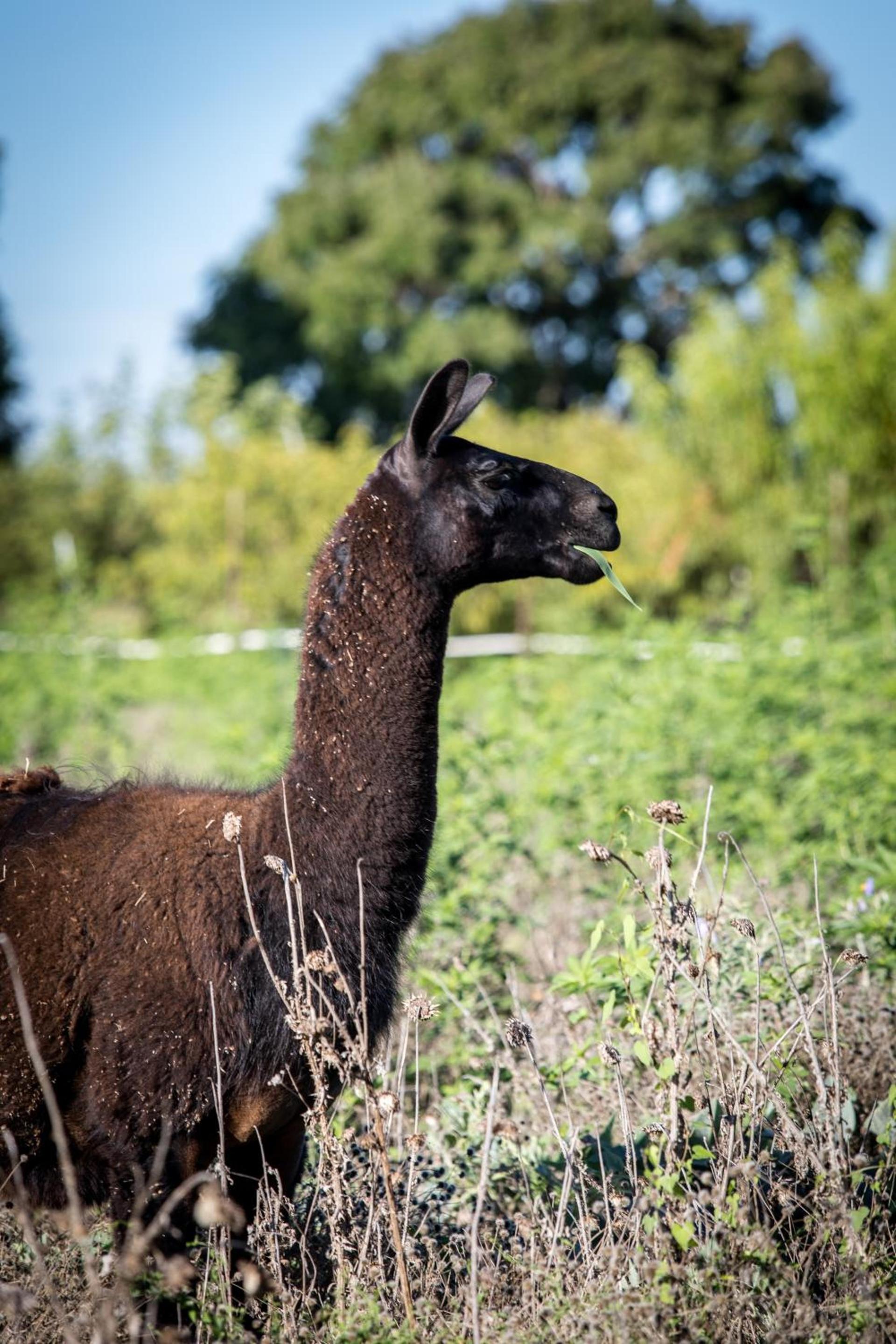 Olive Cabin photo 19
