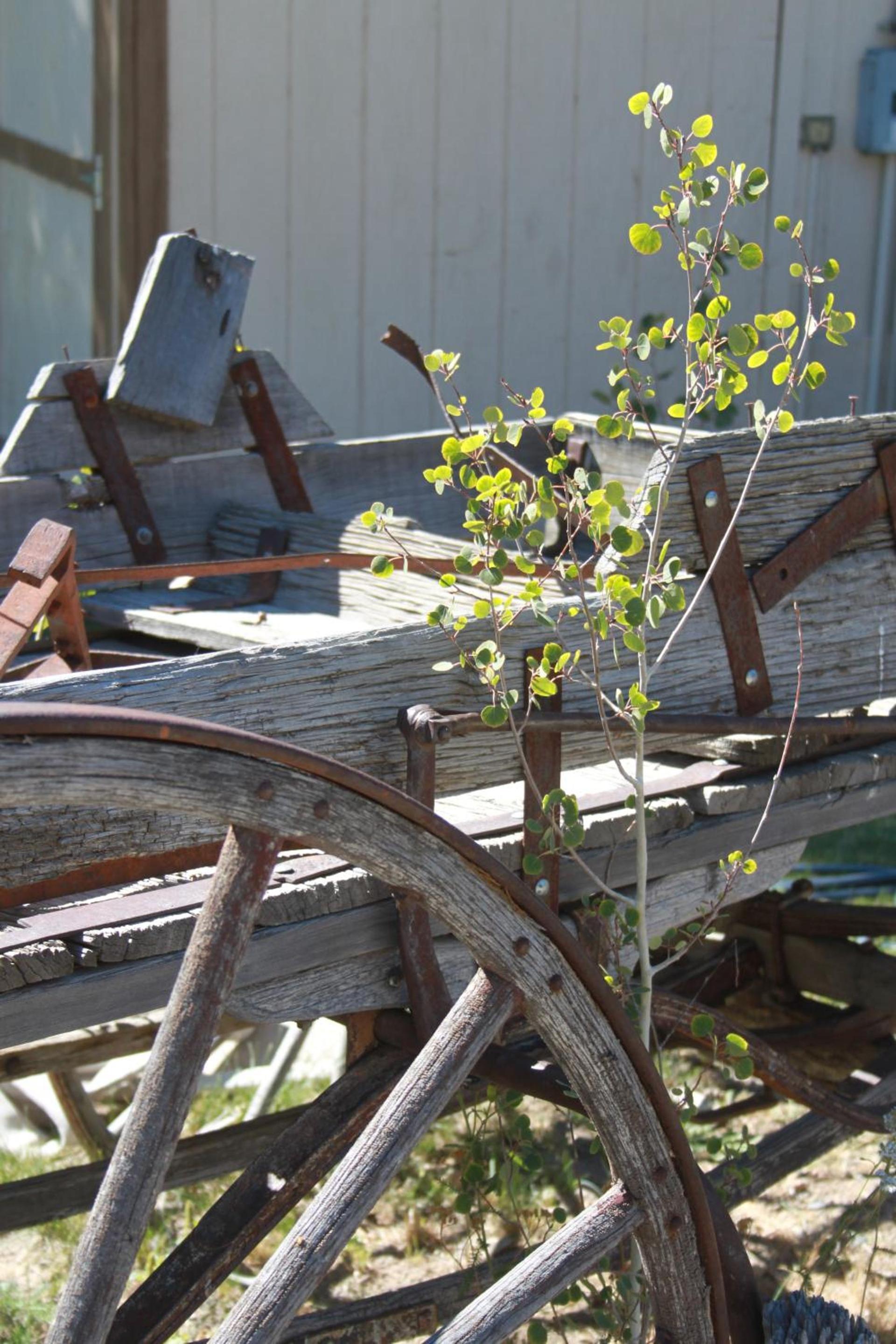 Virginia Creek Settlement photo 14