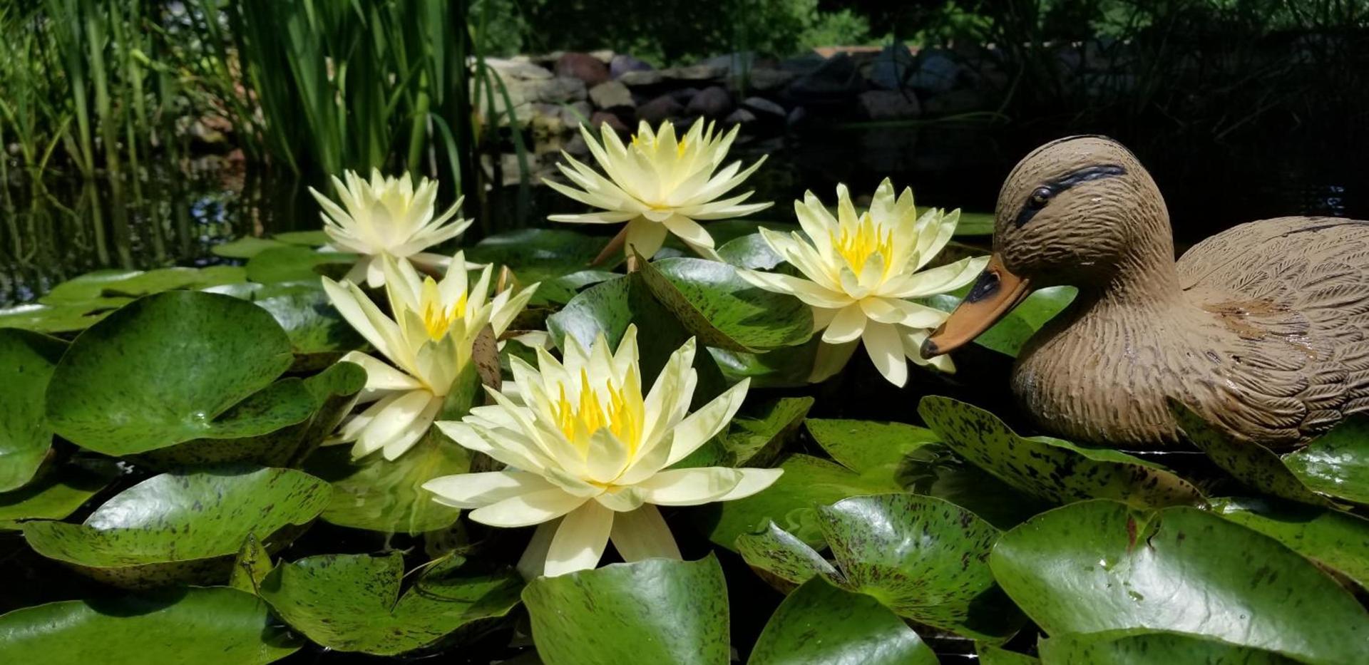 Trickling Waters Retreat photo 45