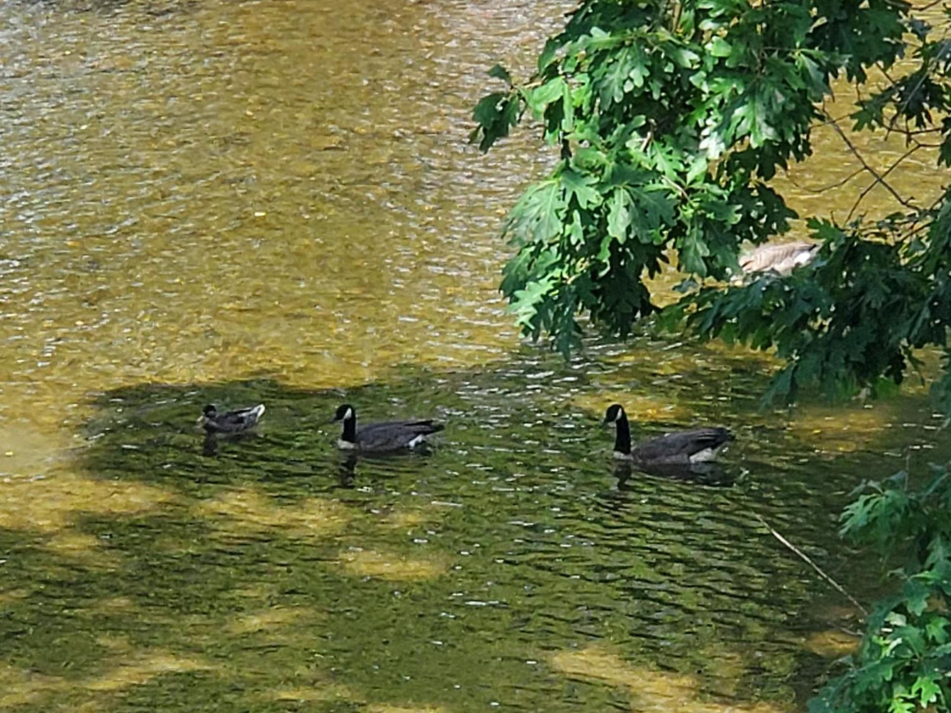 Colonial House Motel photo 19