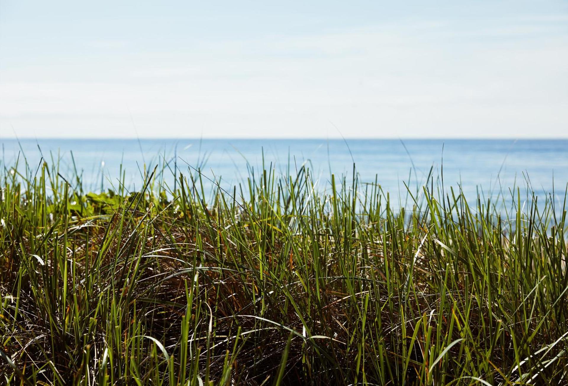 Marram photo 28