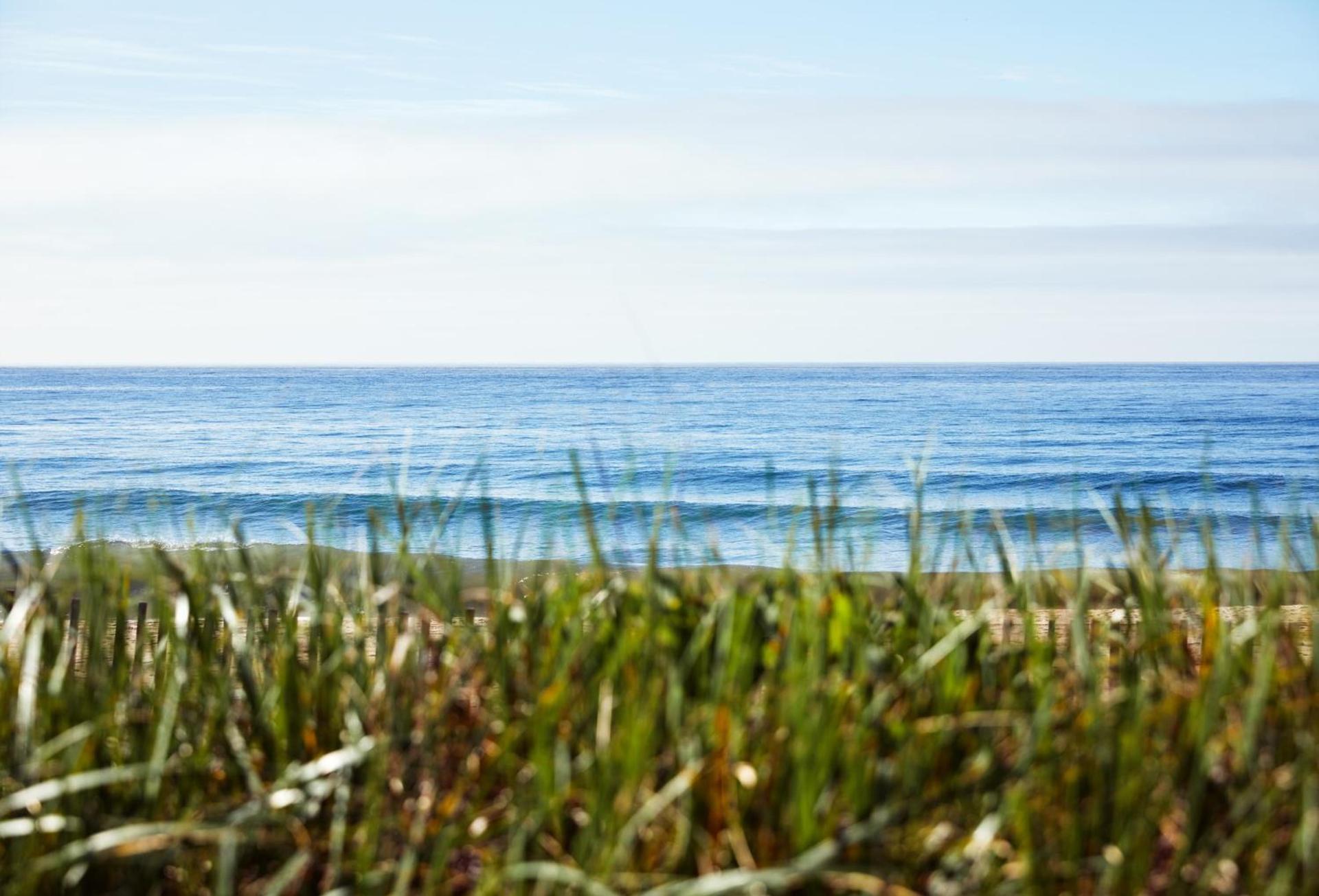 Marram photo 27