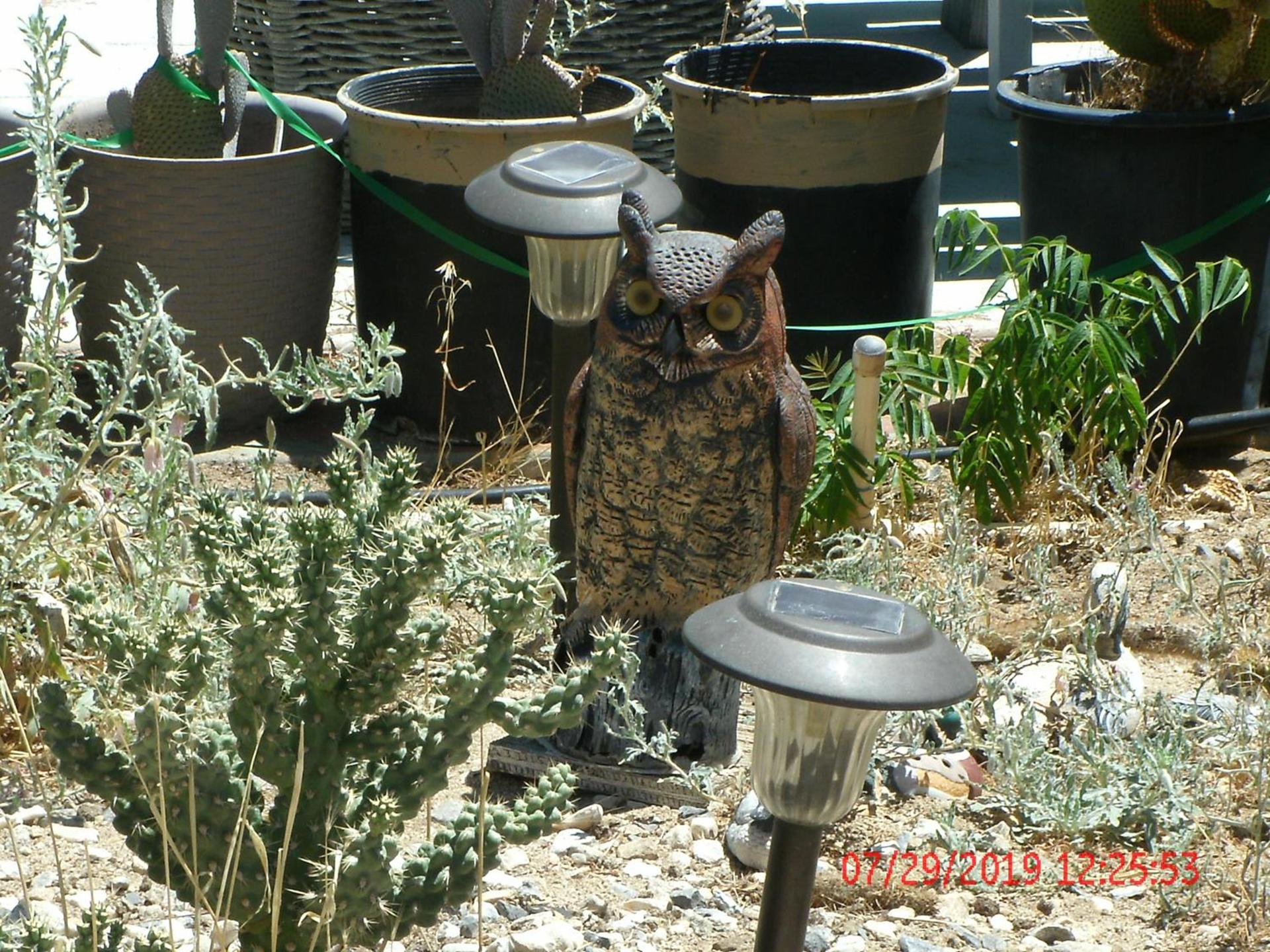 Safari Motor Inn - Joshua Tree photo 37