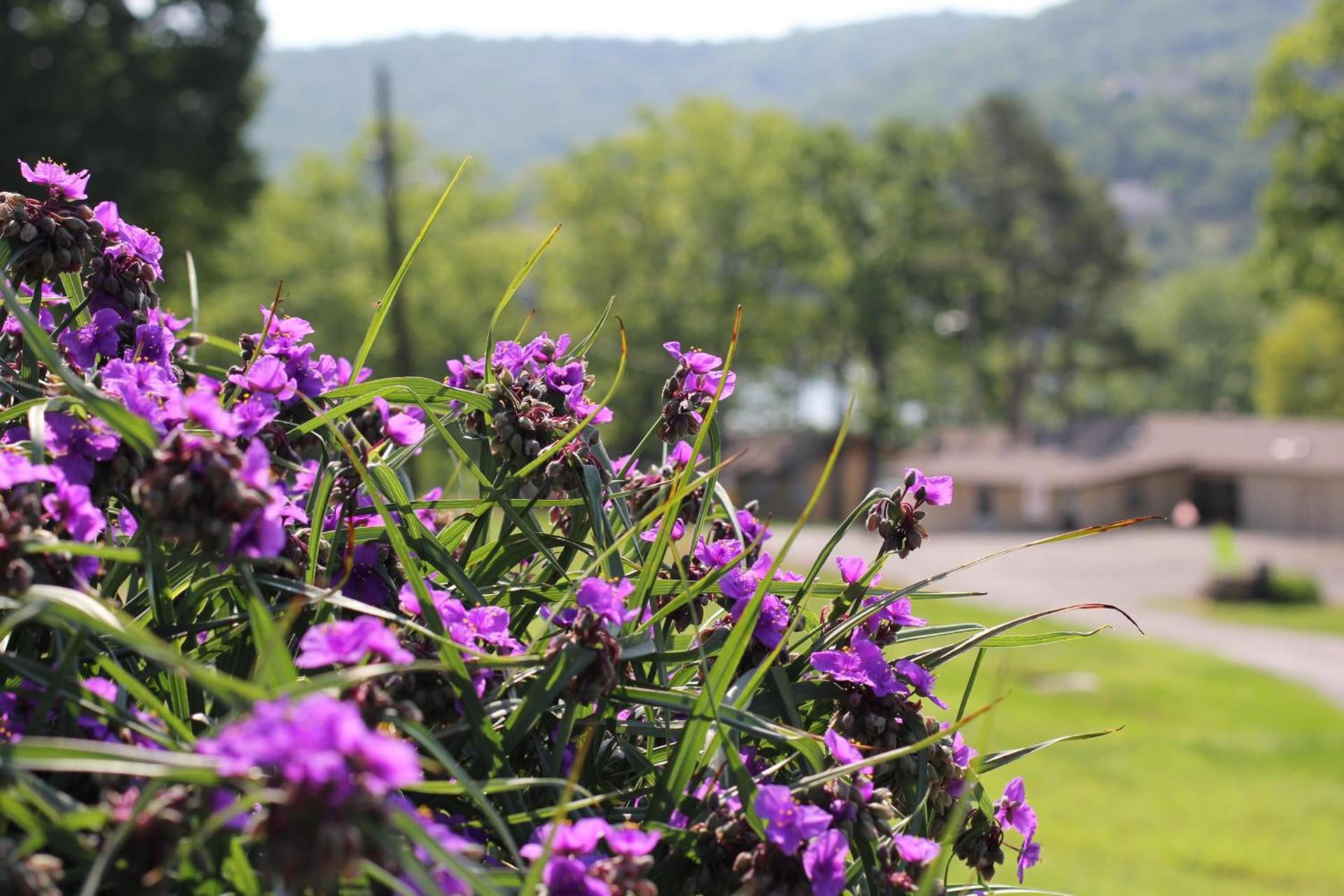Mill Creek Resort on Table Rock Lake photo 7
